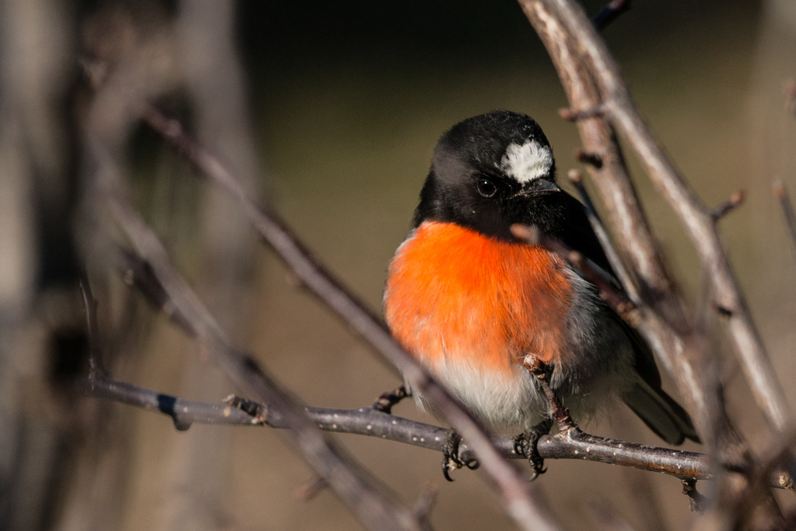 Scarlet Robin male (Petroica boodang)