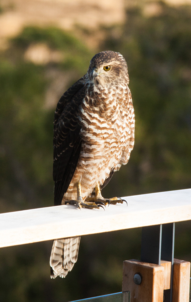 Brown Goshawk juvenile (Accipiter fasciatus)