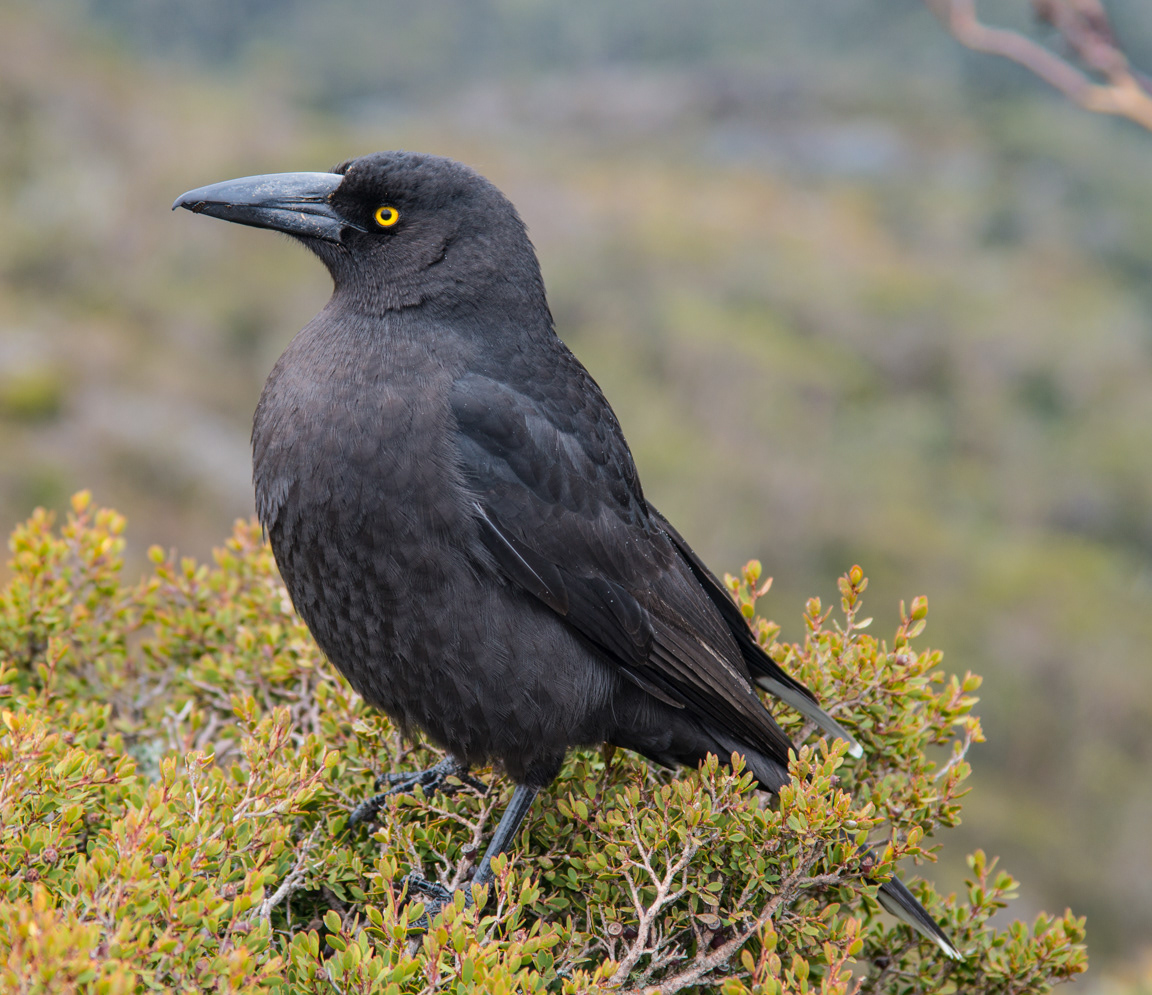 Black Currawong (Strepera fuliginosa)