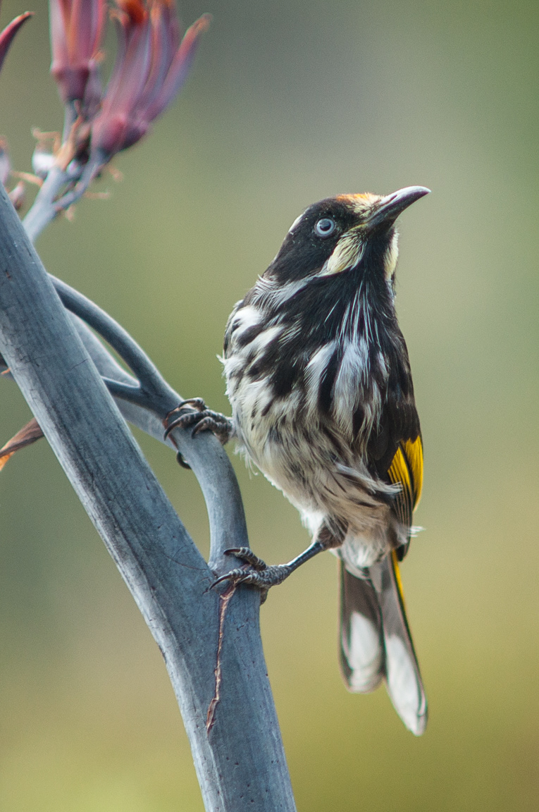 New Holland Honeyeater (Phylidonyris novaehollandiae)