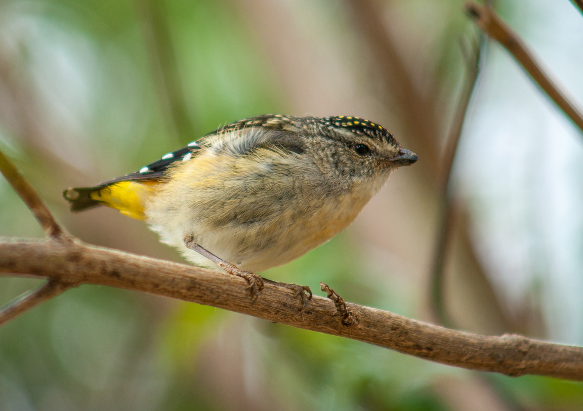 Spotted Pardalote female (Pardalotus punctatus)