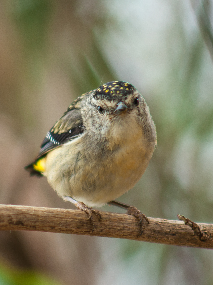 Spotted Pardalote female (Pardalotus punctatus)