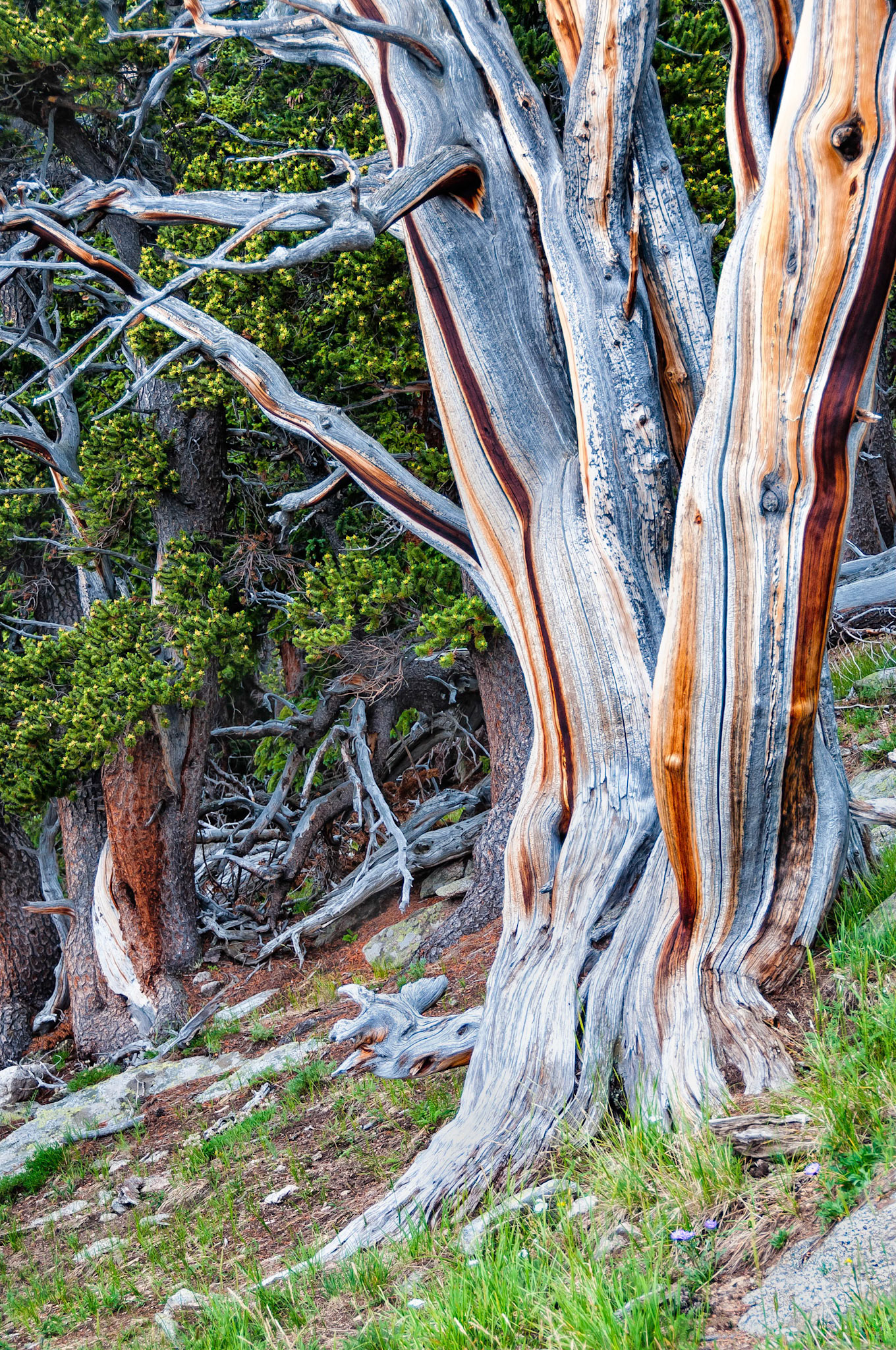 After a long life withstanding the ravages of savage weather conditions, this Bristle Cone Pine tree finally perished on the slopes of Mount Goliath, Colorado, USA. Nevertheless, its sturdy trunk will remain for many more years as a testament to wilderness survival. Some Bristle Cone Pines in this area are over 1,000 years old.