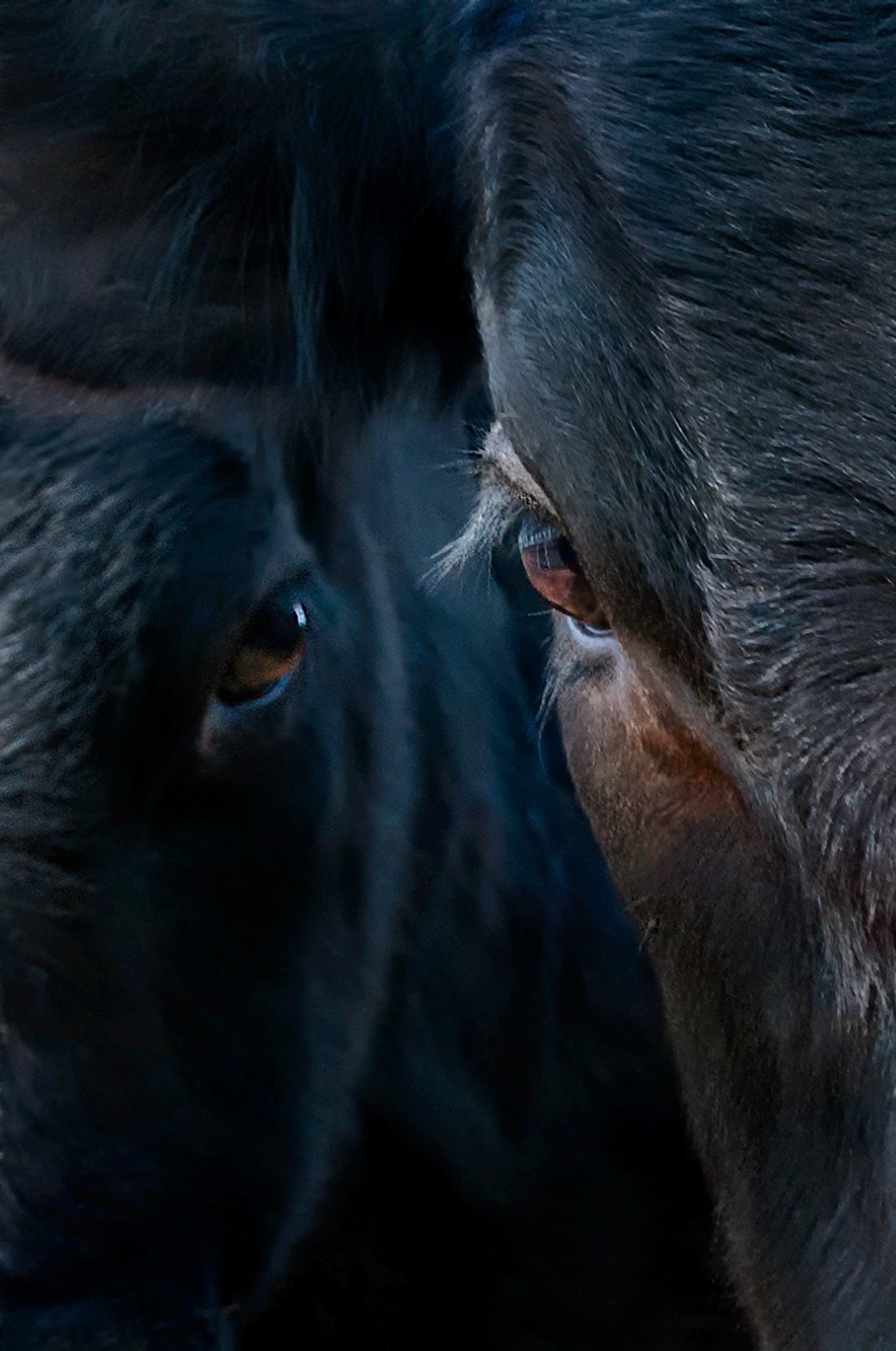 Two young prime Angus breed bulls cast a curious and menacing eye toward the camera while they await the arrival of their meal of hay.
