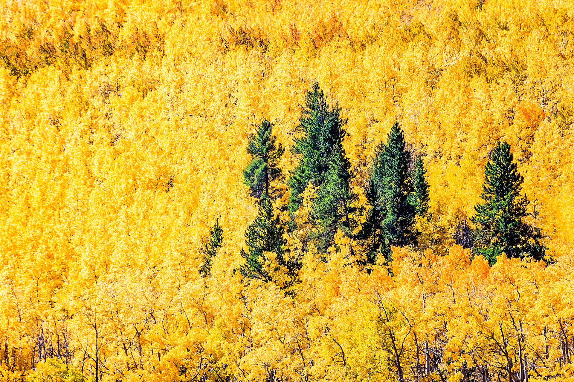 Surrounded by Aspen trees displaying their characteristic gold leaves in full autumn colours, a stand of pine trees competes for a place to survive on Kenosha Pass, Colorado, USA