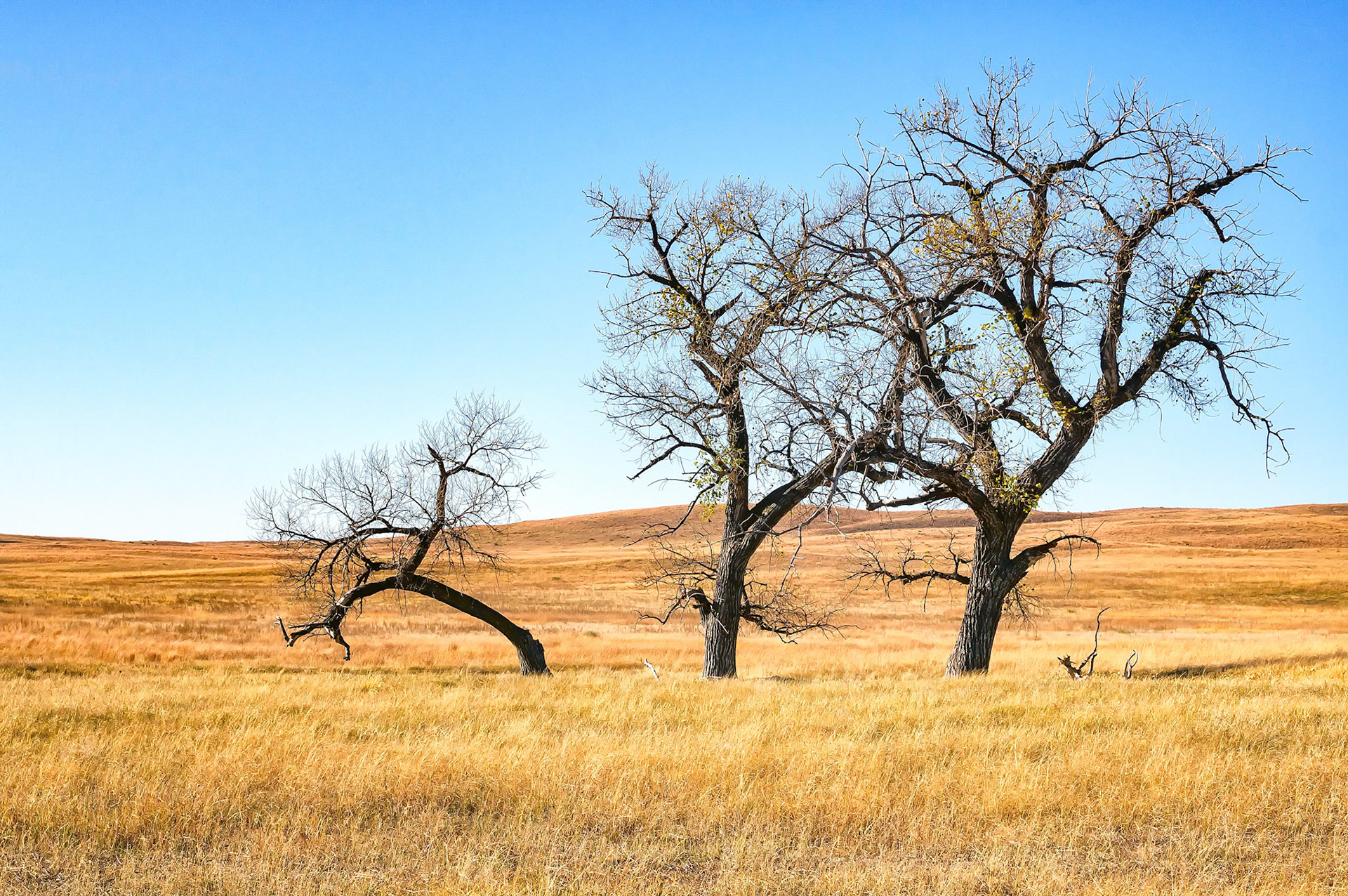 Seemingly out of place on the prairie, this group of cottonwood trees interrupts the rolling, otherwise treeless, landscape of the "sandhill country" grasslands near Sutherland, Nebraska, USA