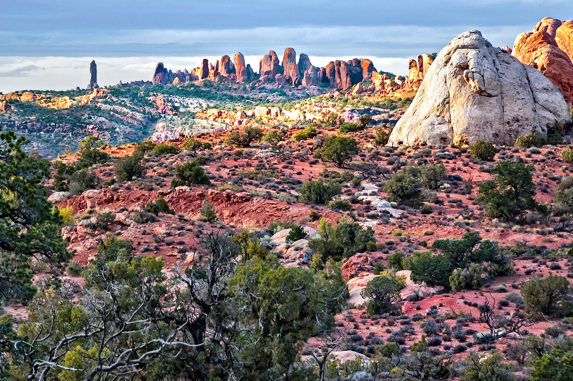 The setting sun casts a rich glow onto the ancient eroded sandstone strata that comprise the complex geology found in Arches National Park near Moab, Utah, USA. Stunted Juniper Pines grow on the shallow red, rocky soils formed from the various sandstone and shale formations.