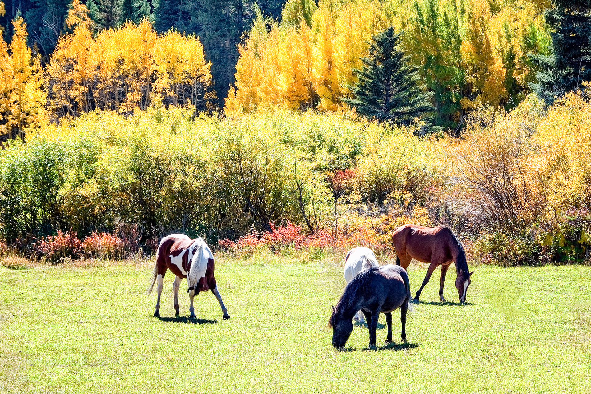 A contented herd of horses graze on pasture in the high country of Colorado, USA as cooler weather changes the leaves of Aspen Trees nearby to a deep glowing yellow.