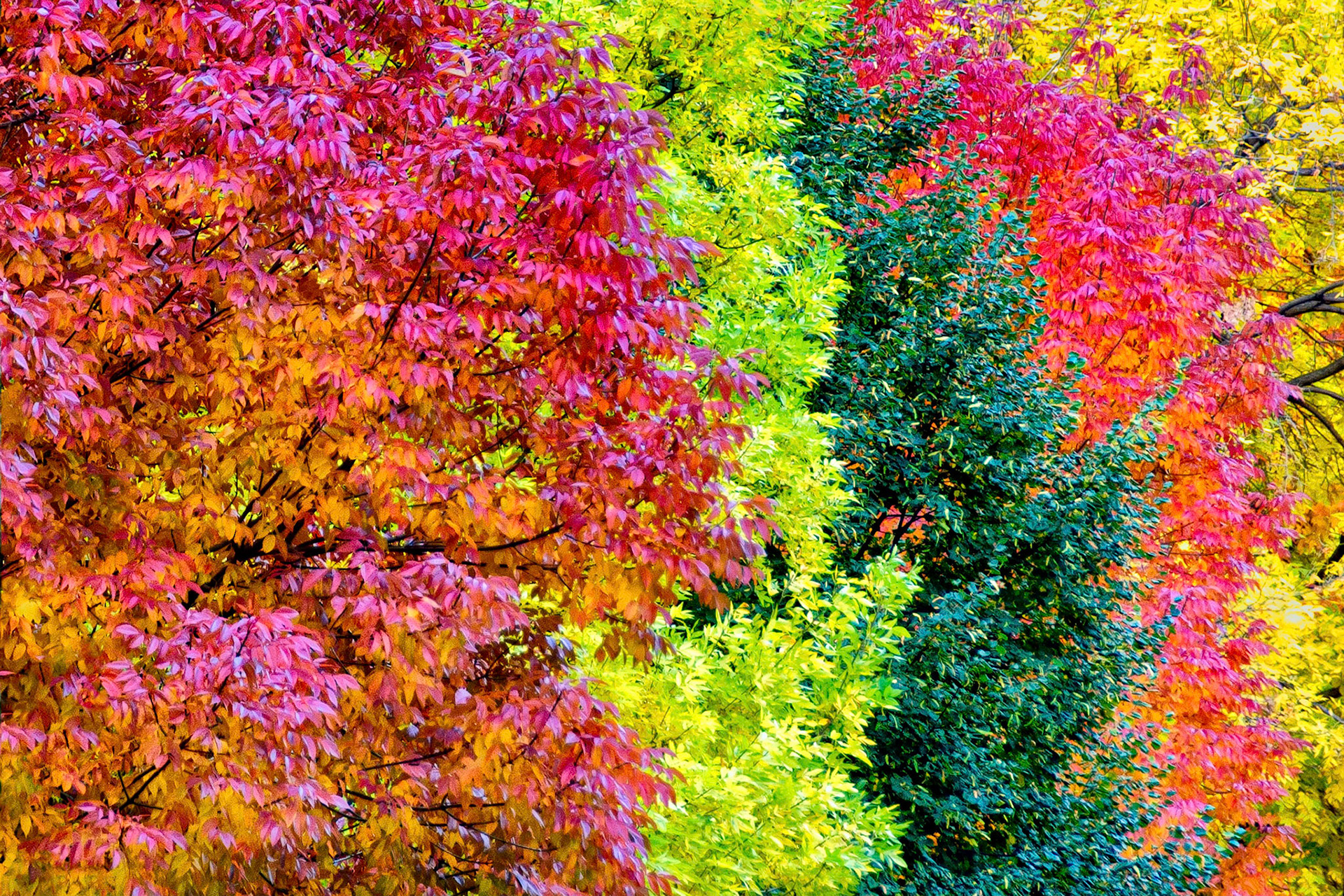 As the seasons change, deciduous trees change their leaf color to provide a brilliant display of nature's beauty in Denver, Colorado, USA.