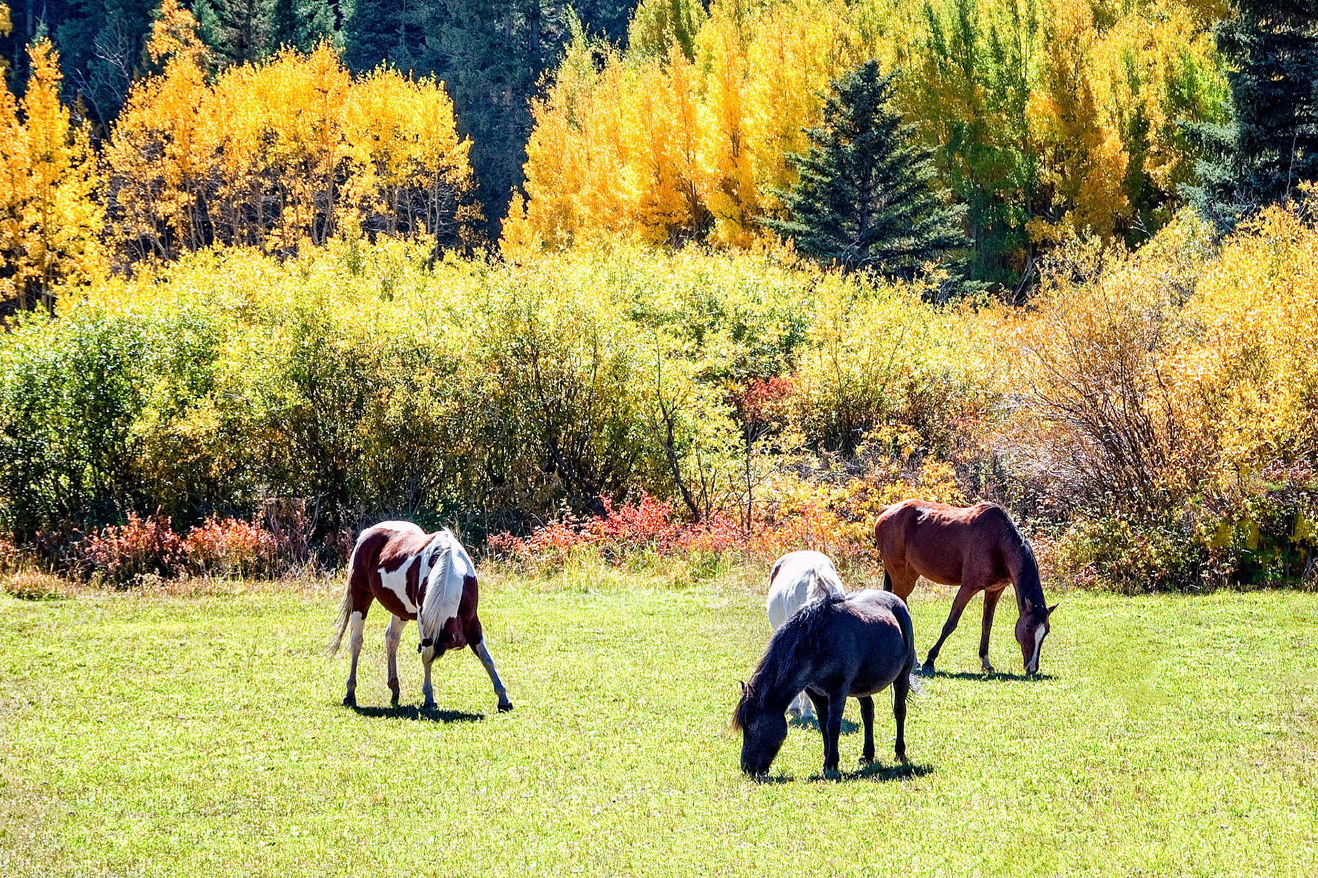 A contented herd of horses graze on pasture in the high country of Colorado, USA as cooler weather changes the leaves of Aspen Trees nearby  to a deep glowing yellow.