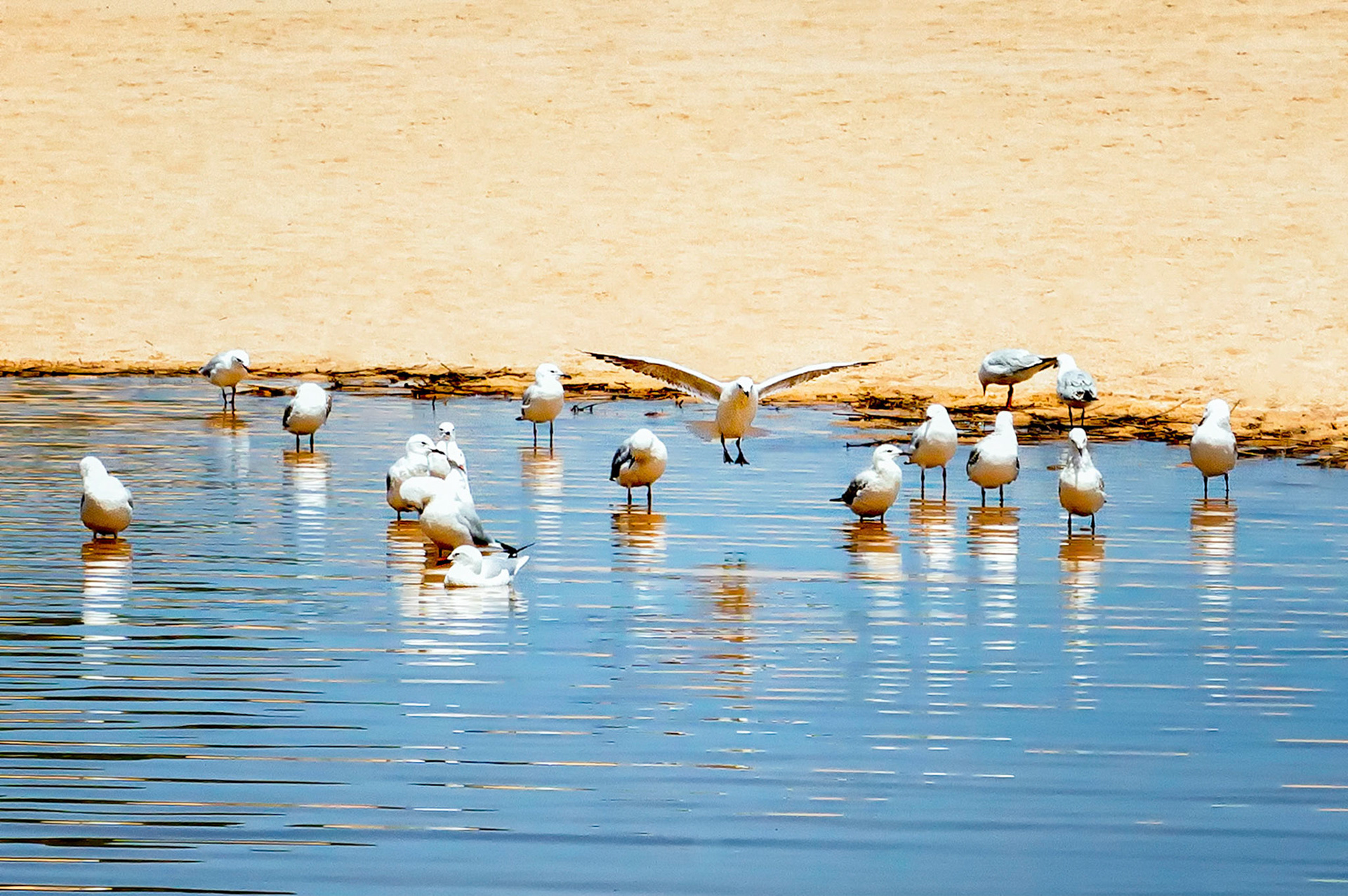 A lone seagull comes in for a landing to join up with the rest of its flock while they are enjoying some quiet preening time on the shoreline.