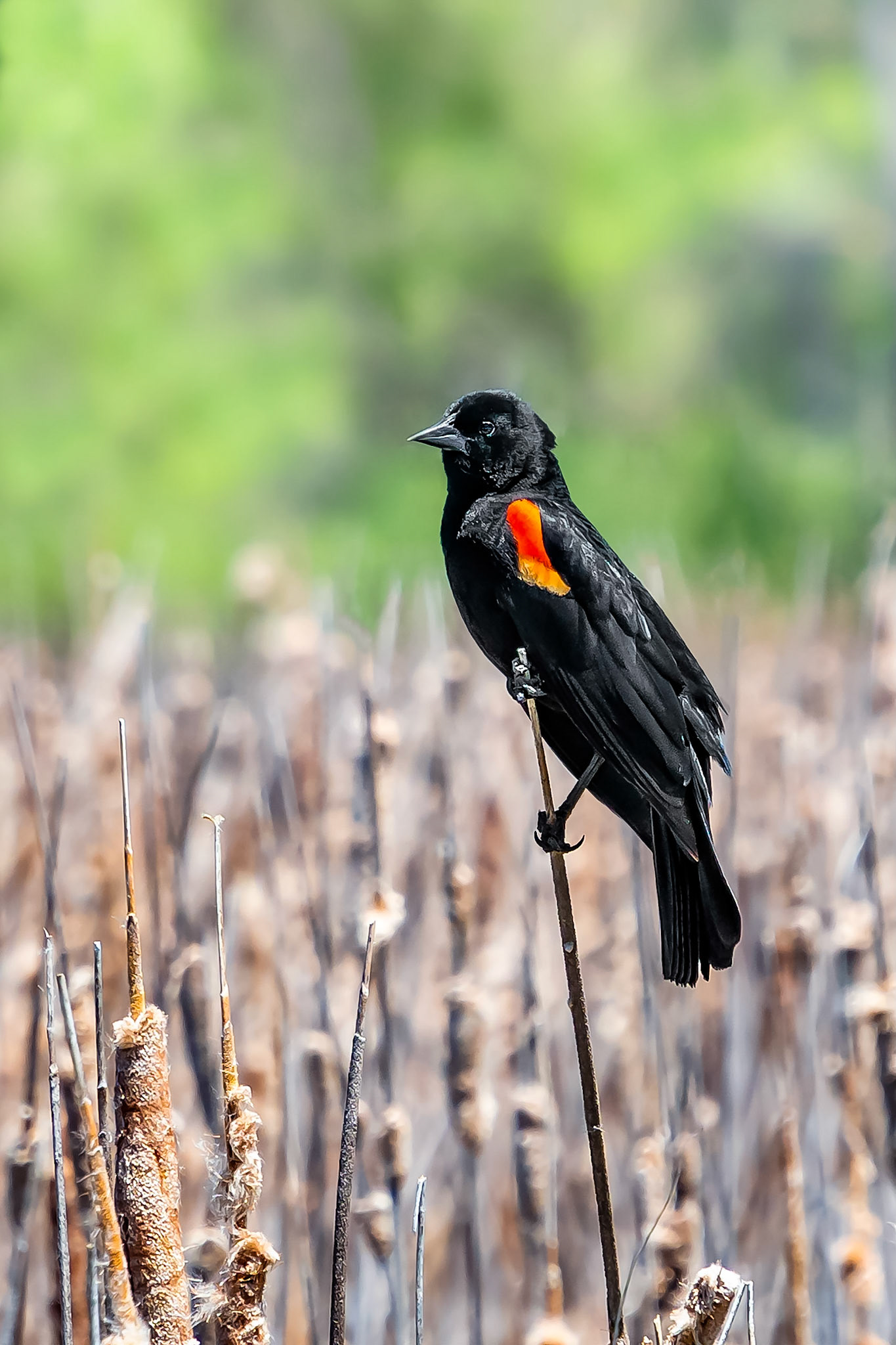 This male red-winged blackbird balances on the top of a reed as he guards his nearby nest.