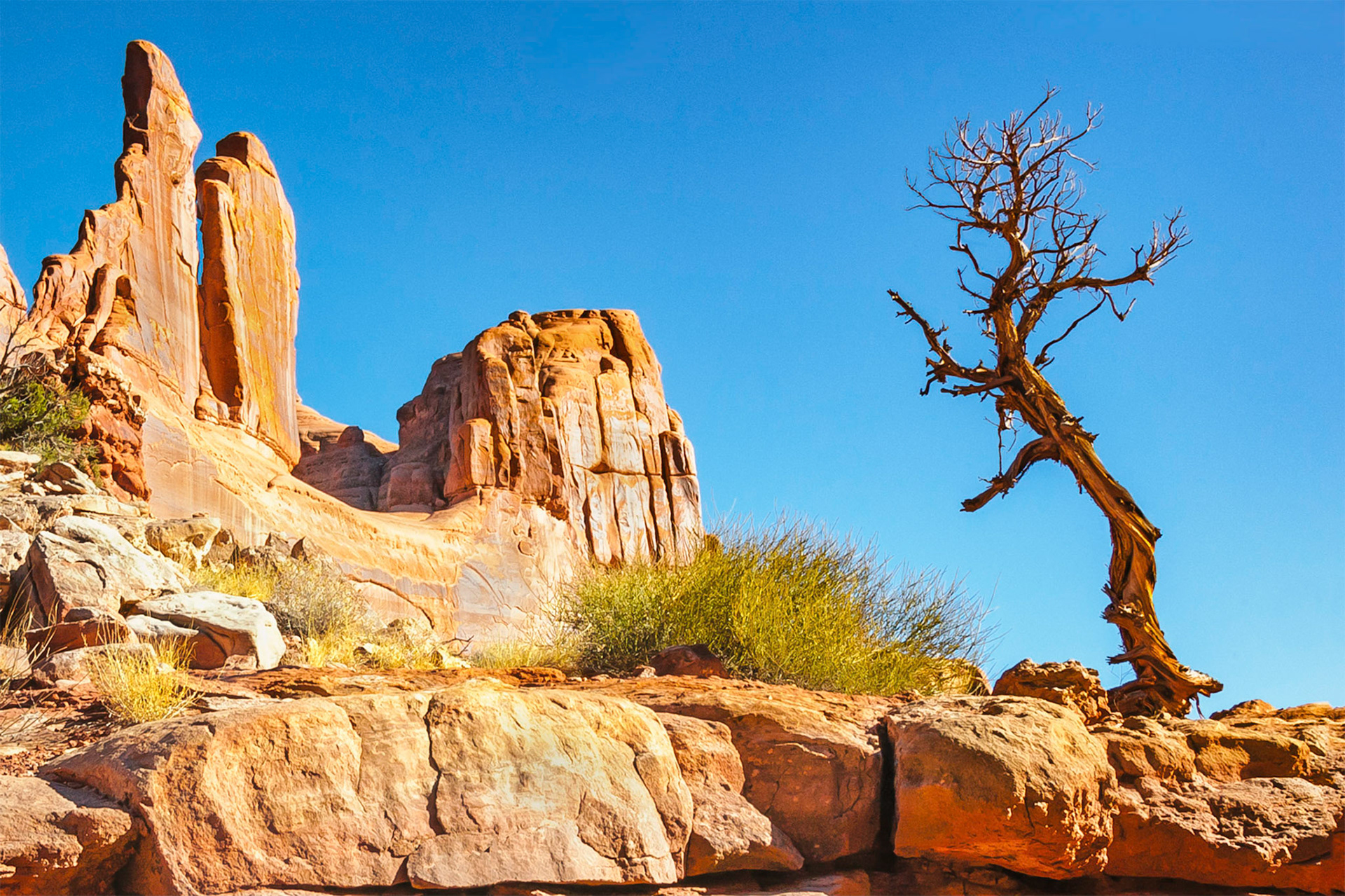 The skeletal remains of a pinyon pine still stand after a lifetime of enduring a harsh desert environment. The inspiring sandstone rock fins of "Park Lane" in the Arches National Park near Moab, Utah, USA glow in the afternoon sunshine against a clear blue sky.