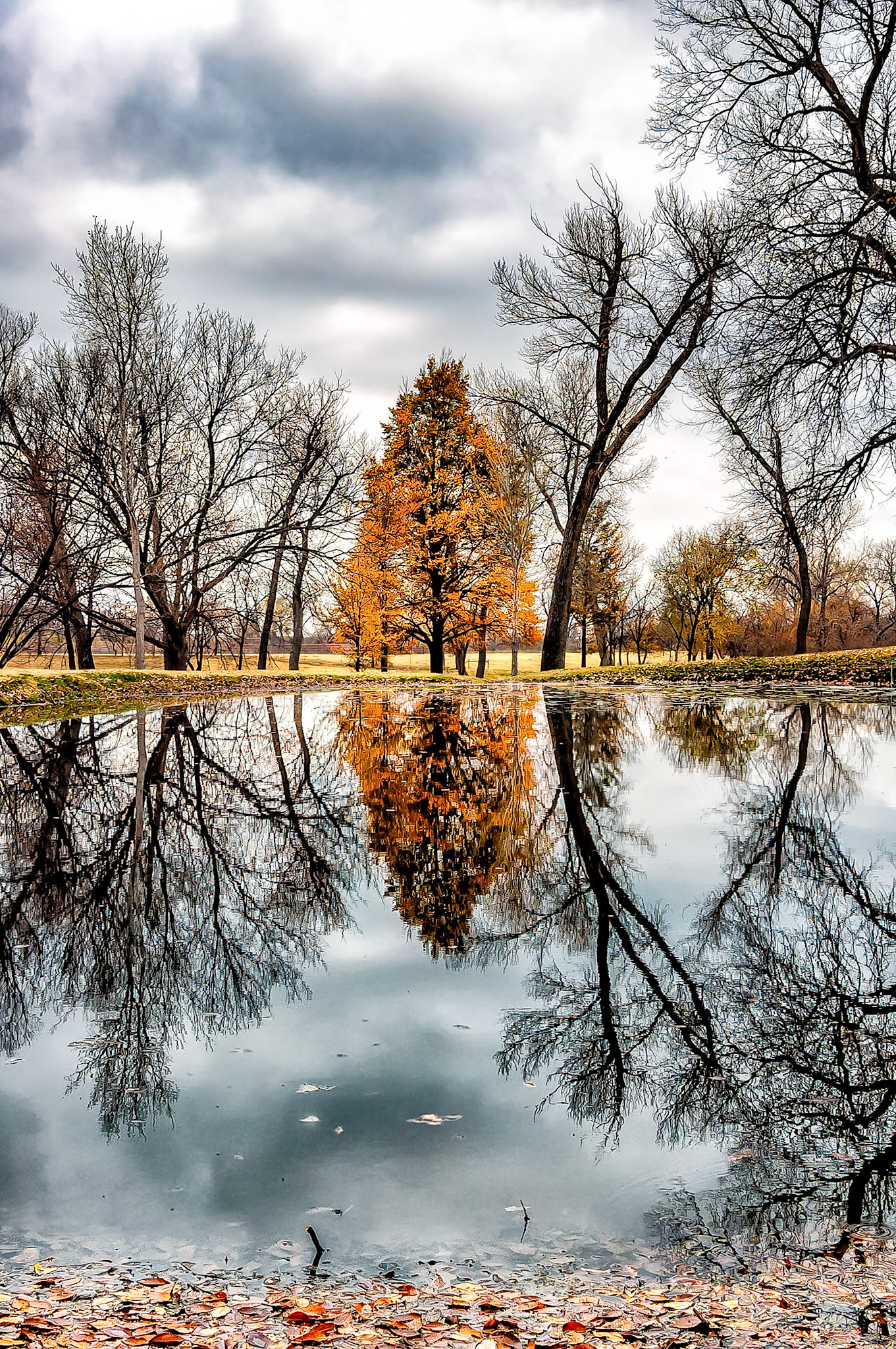 As rain threatens to begin,  the tranquil waters of this farm pond reflect heavy storm clouds and nearby Cottonwood trees. These trees had already lost their summer leaves but one group, still dressed in autumn colours, brightens the moody scene.