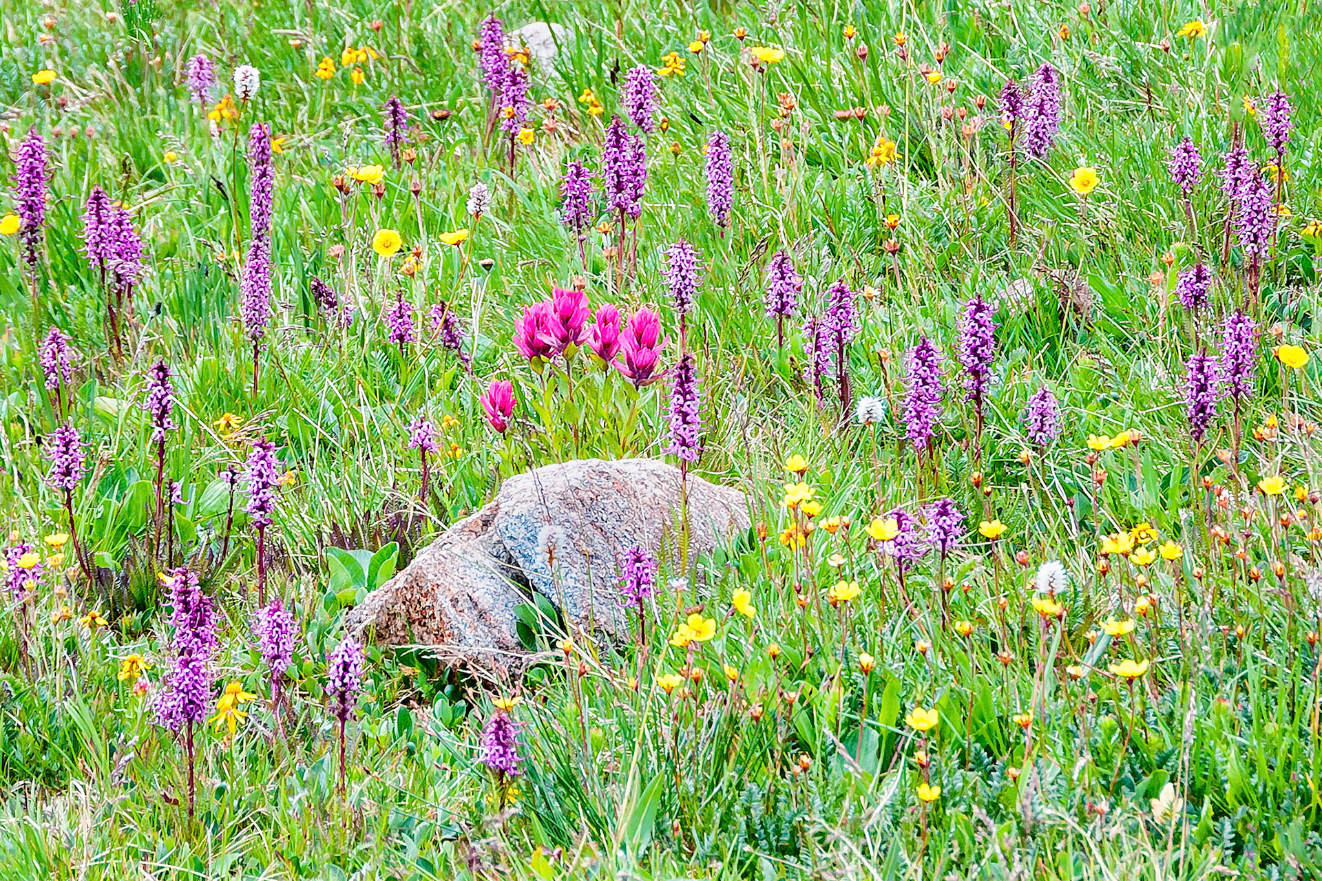 Thriving in a meadow seepage area on the side of Pawnee Peak in the Indian Peaks Wilderness of Colorado, USA, this patch of wildflowers shows vibrantly against the grasses. Flowering here are Elephant Heads (Purple), Paintbrush (Pink), Bistort (White), Cinquefoil (Yellow) and some Sedges.