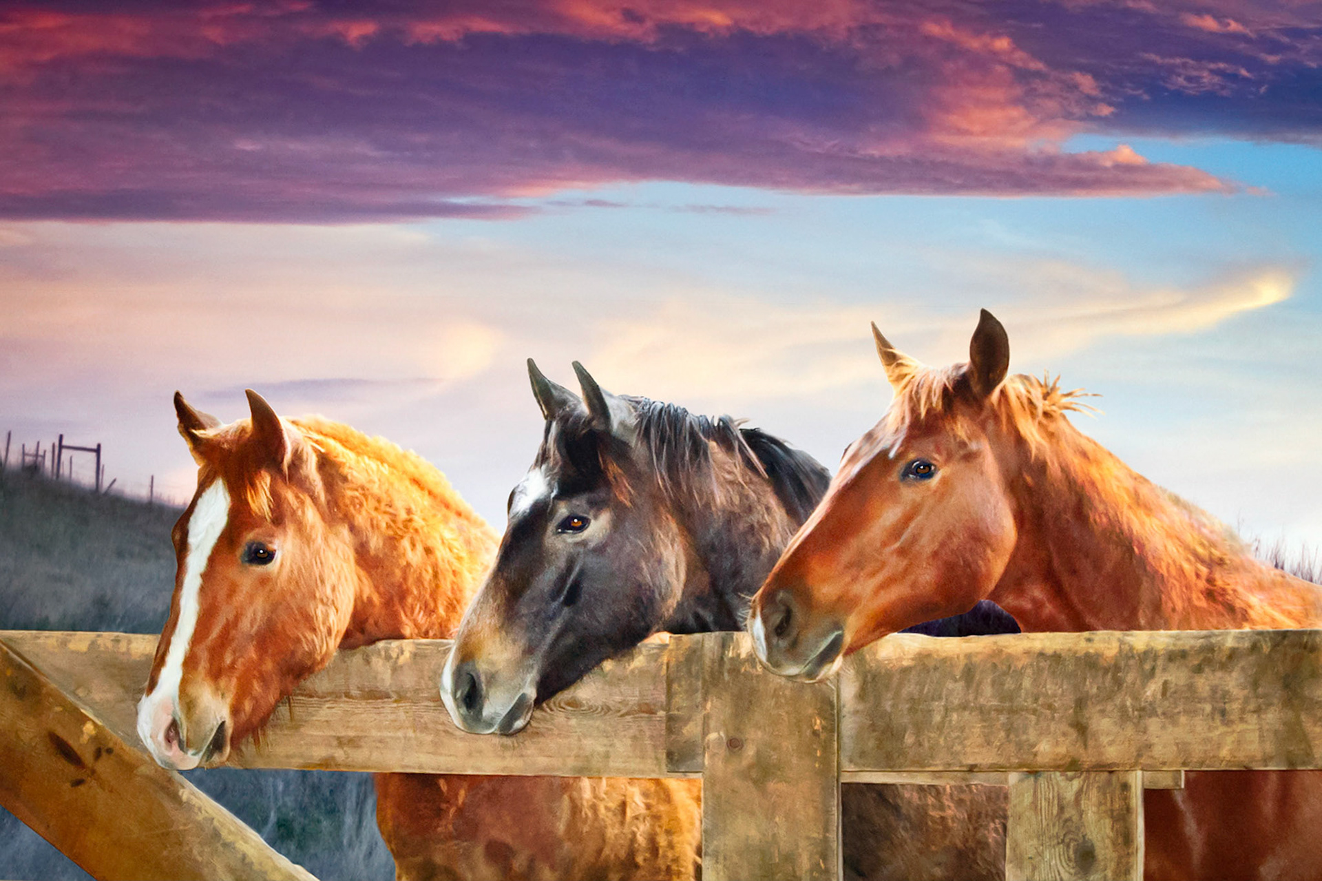 These young Quater Horse colts jostle for attention at the barn gate on the Hanging H Ranch near Paxton, Nebraska, USA as the evening sun sets and lights up the clouds overhead. Visit: http://www.hanginghranch.com