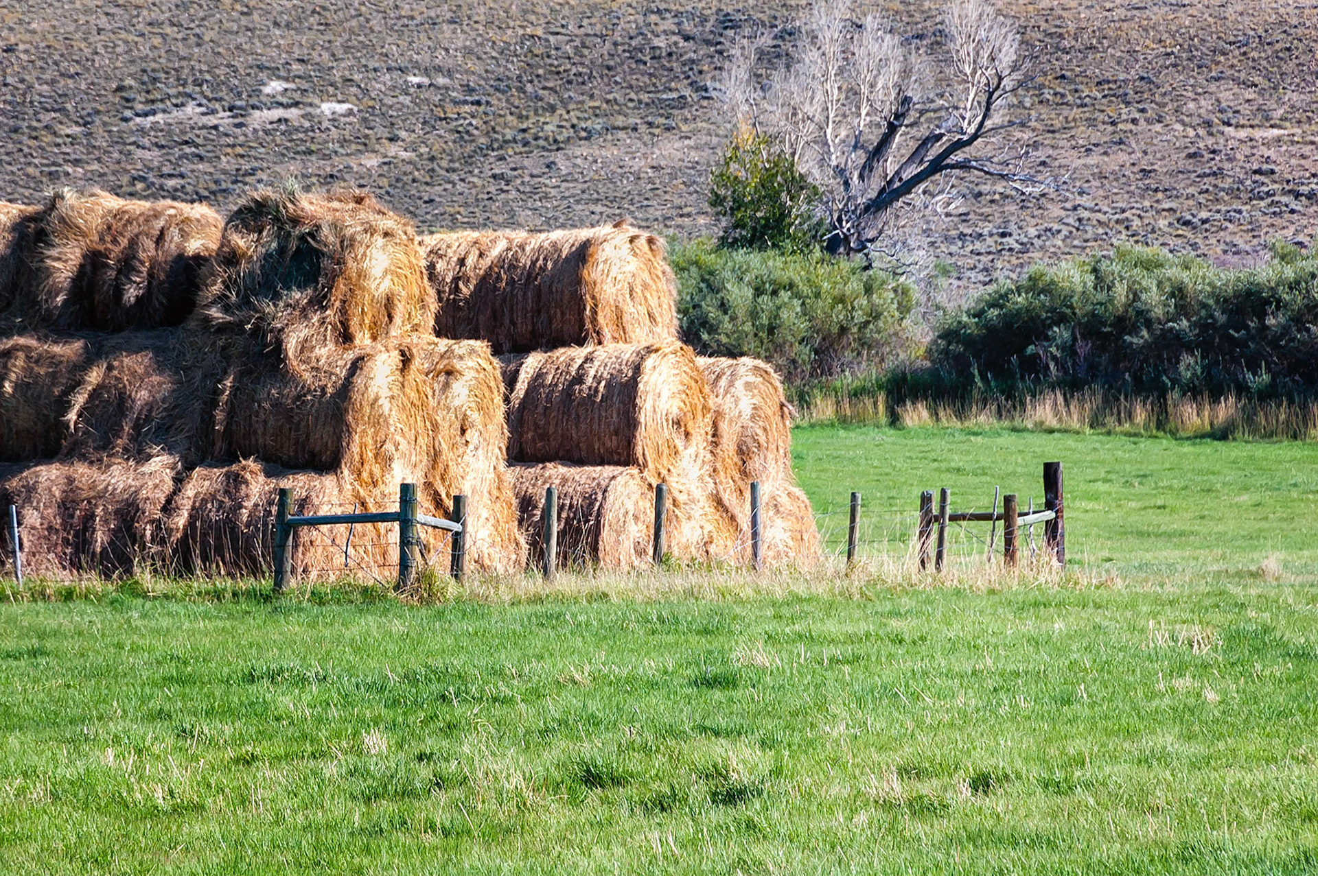 A stack of hay bales catches the afternoon light on a river flat near Saratoga, Wyoming, USA. The irrigated pasture cultivated on rich alluvial soils, contrasts with the harsh sagebrush covered high desert hills in the background.