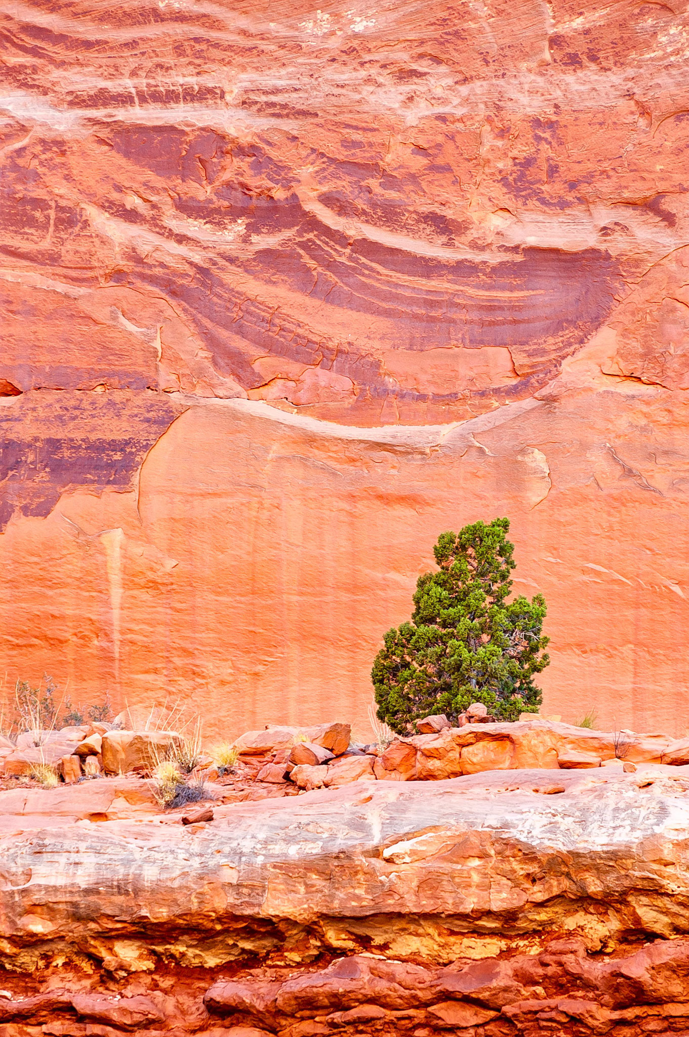 This Juniper Pine clings to life in shallow soils on a rock ledge in Park Lane of the Arches National Park, Moab, Utah, USA. It stands in silhouette against an eroded rock fin wall that appears to glow in the late afternoon light.