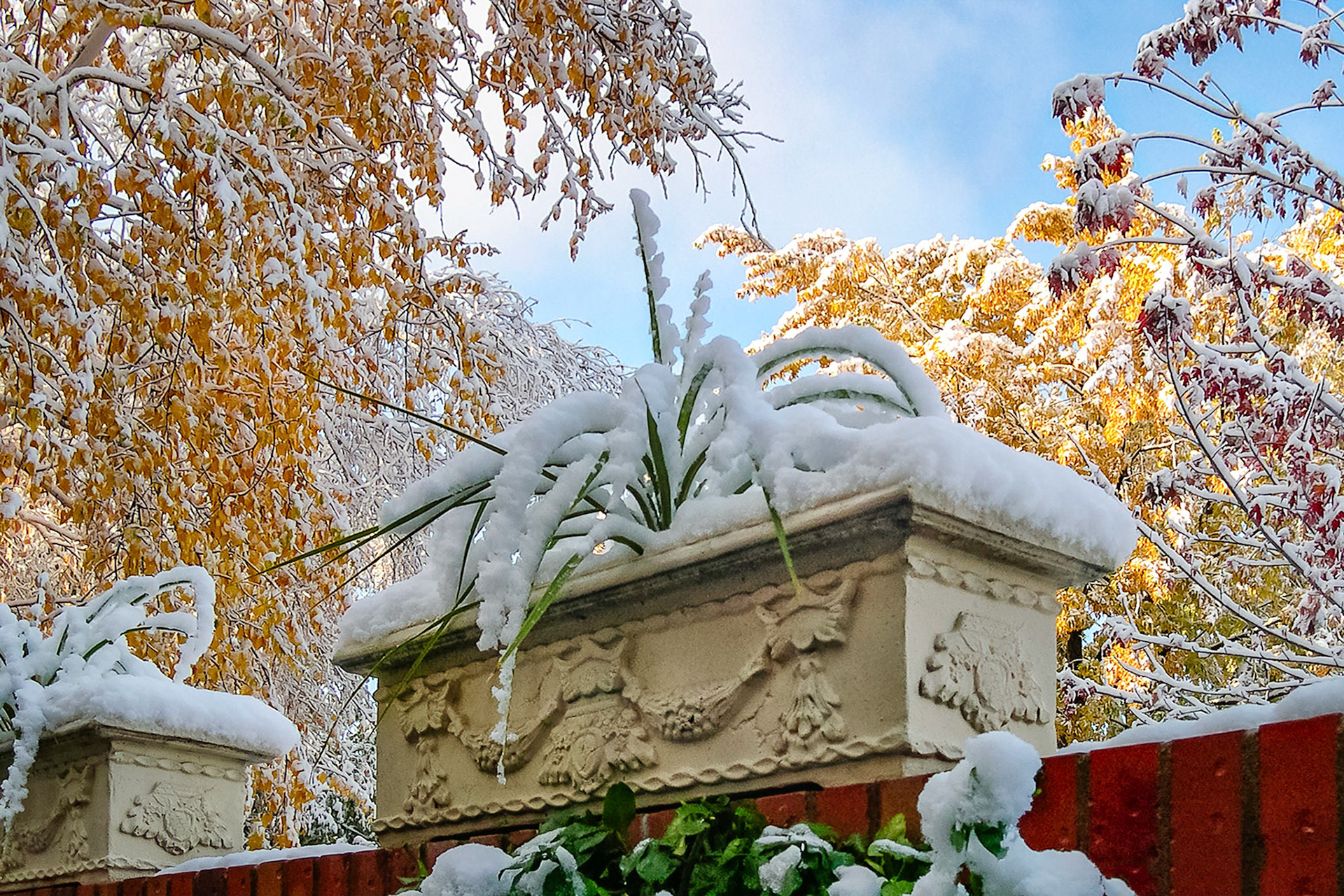 Blue skies return after an early snow storm brings a taste of the winter to come to the garden. Tree branches, still cloaked with leaves showing their changing colours,  bend under the weight of the fallen snow.