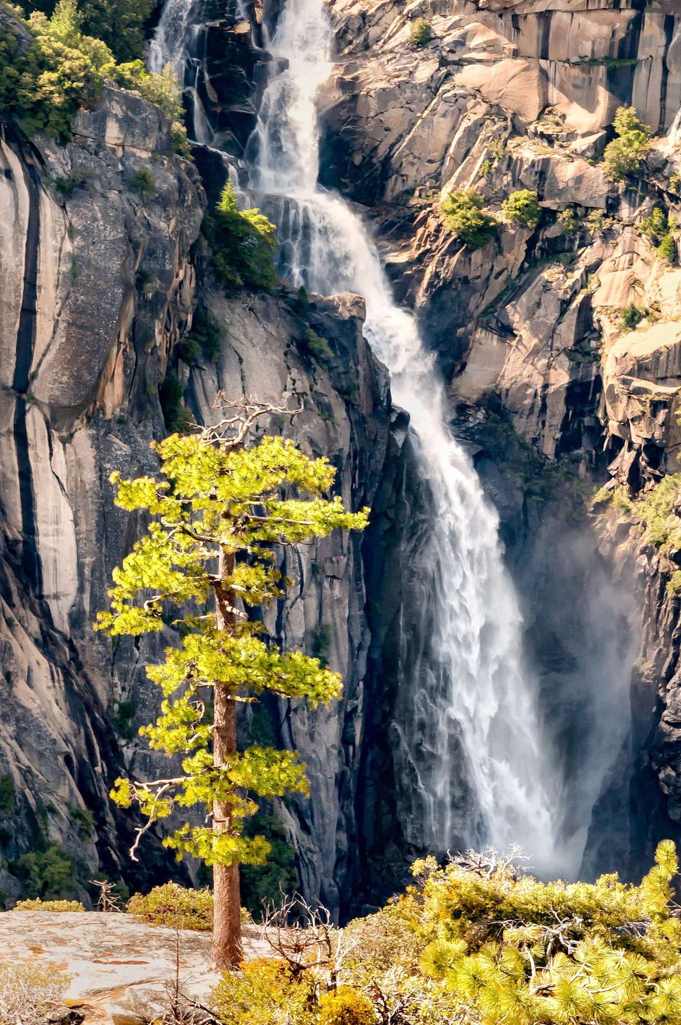 The afternoon sun lights a hardy ponderosa pine tree in the Yosemite National Park while a waterfall on Fireplace Creek, full with springtime snow-melt waters, thunders into the Merced River valley below.