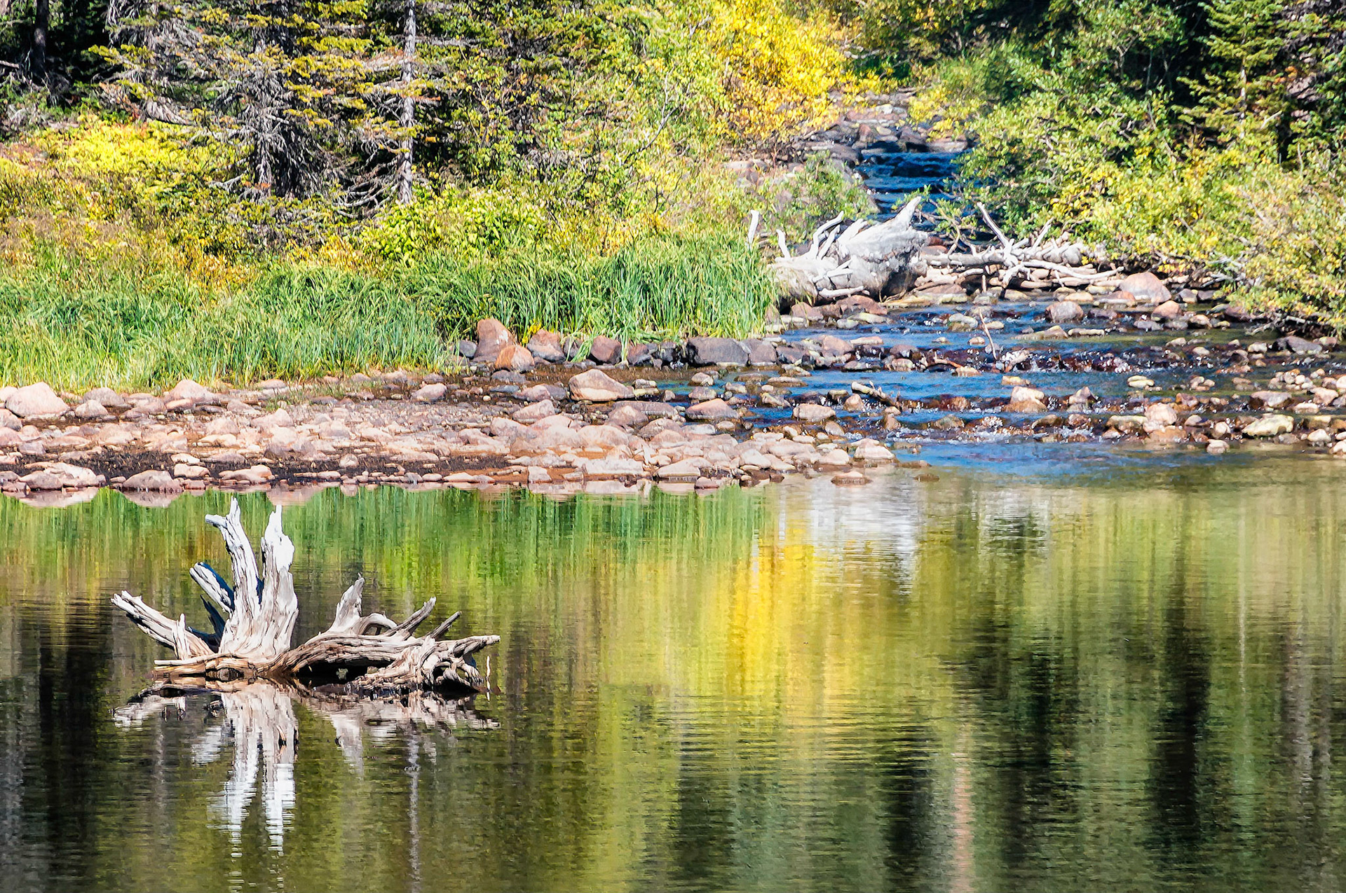 A clear mountain stream cascades over a rocky shoreline and flows into Brainard Lake in the Indian Peaks Wilderness, Colorado, USA. Pine and Aspen forests line the lake and are reflected in the calm waters. Weathered timbers of fallen trees that have been washed down the creek, litter the scene.