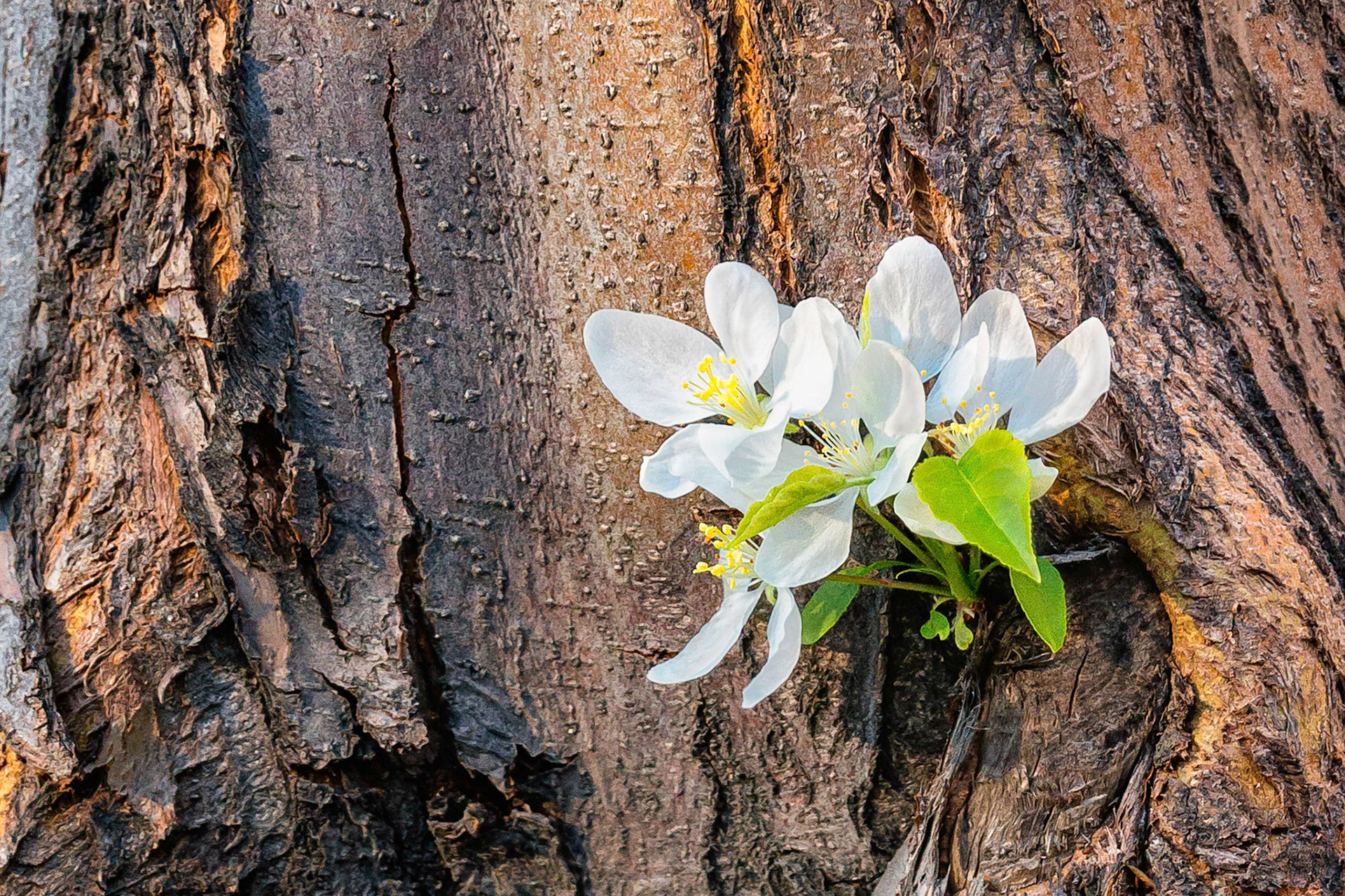 Spring time blossoms emerge from a shoot sprouting from the trunk of a white-flowering ornamental apple tree in Denver, Colorado, USA. While it's an unusual place to find flowers, this tree trunk had suffered winter snow damage. By sprouting the beginnings of a new branch, this flowering shoot was nature's response to injury.