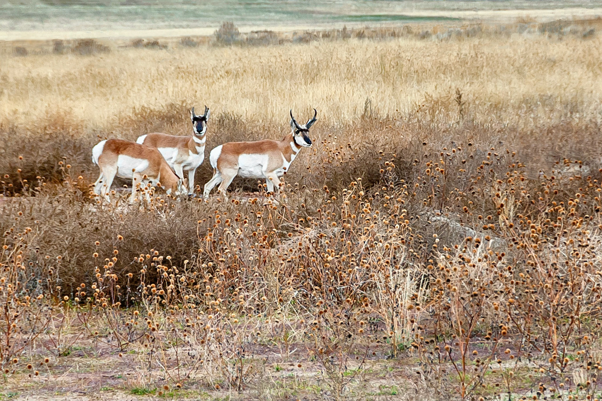 Always alert to danger, these wary animals graze on grasslands near Gillette, Wyoming, USA. The Pronghorn is a long distance running champion in the animal kingdom. Regarded as the second fastest land animal after the Cheetah, the Pronghorn, also known as the American antelope, has the ability to run at 35 mph for up to 4 miles (56 km/h for 6 km). They can achieve a sustained 55 mph (88.5 km/h) over half a mile.