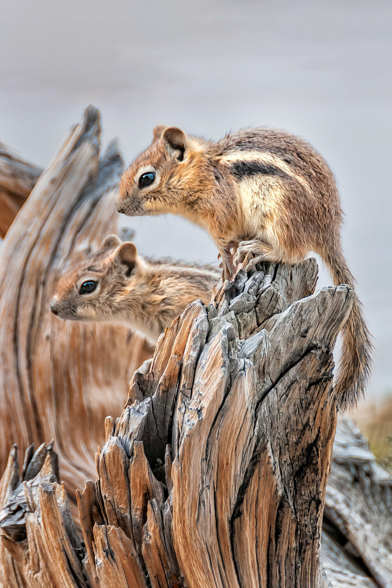 Two chipmunks play together on a tree stump in the Mount Golaith Natural Area near Denver, Colorado, USA on a cloudy day.