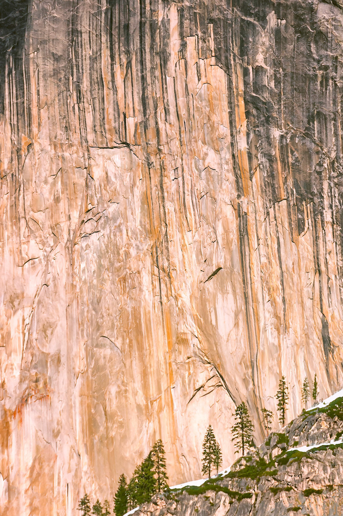 Mature pine trees are dwarfed by the sheer granite cliffs of Half Dome in the Yosemite Valley, giving a sense of scale to the massive rock walls. The spring time evening sun casts a rich glow on the awe inspiring cliff face.