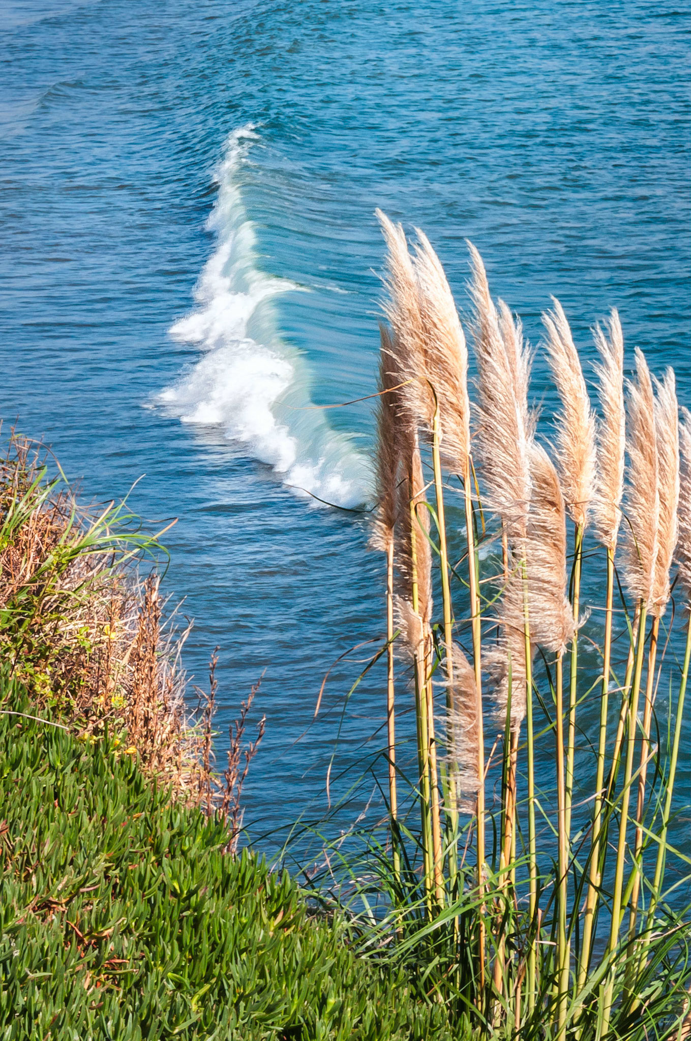 A flowering Pampas Grass clump clings to the edge of a headland jutting into the sea near Santa Cruz, California, USA as a lazy wave breaks in the shallows below.