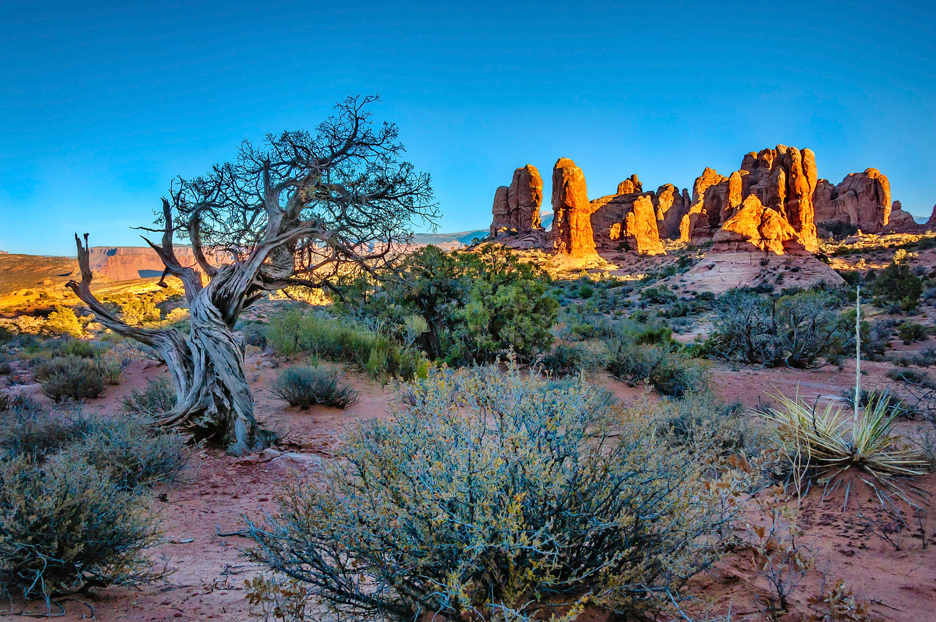 As dusk falls over the desert in the Arches National Park, Utah, USA, the sun illuminates the distant dramatic skyline of eroded sandstone features. A juniper pine near the end of it's life, struggles on in the arid terrain.