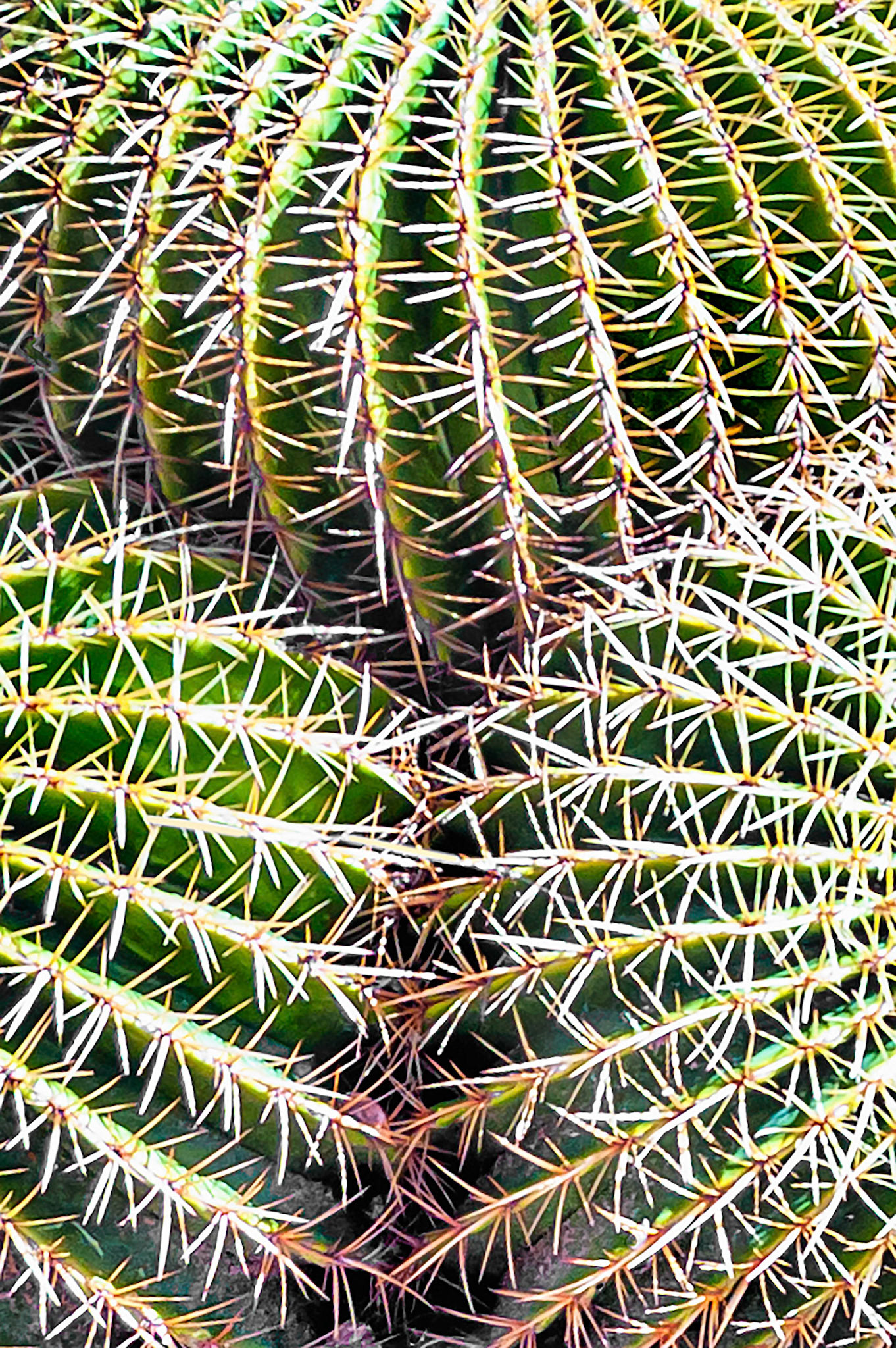 The sharp, prolific spines of a Golden Barrel Cactus, (Echinocactus spp.), could give some pause to the unwary. It is a popular garden plant in Arizona, USA where it is occasionally referred to by some as the "mother-in-law's cushion".