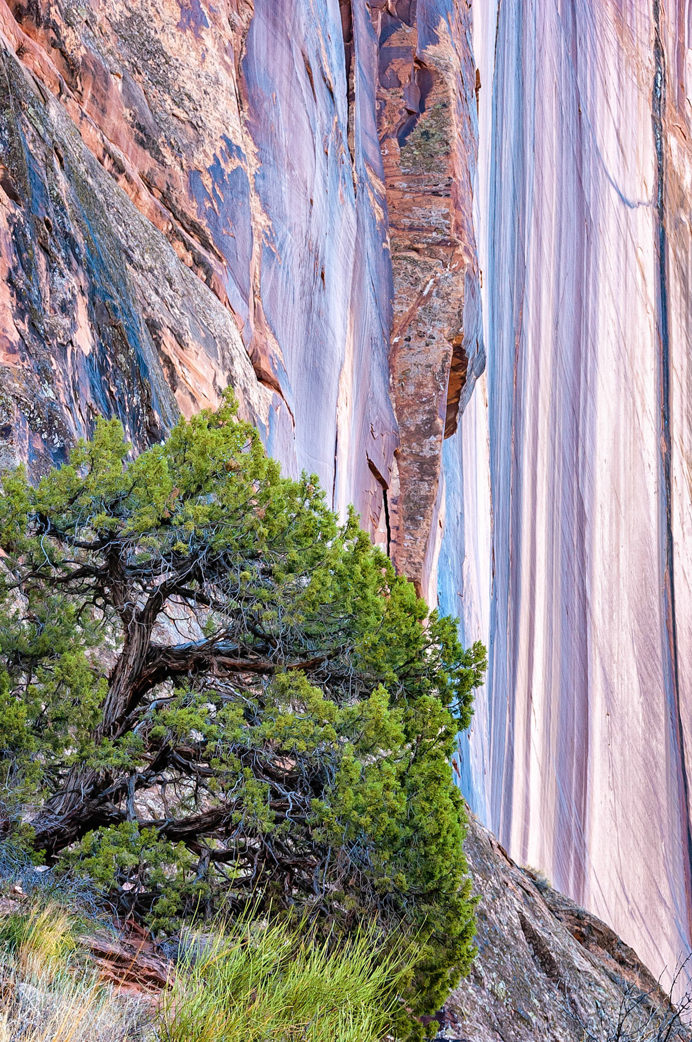 Clinging to life in an inhospitable environment, this hardy Utah Juniper tree survives beside a dramatic sandstone cliff face along the Colorado River near Moab, Utah, USA.