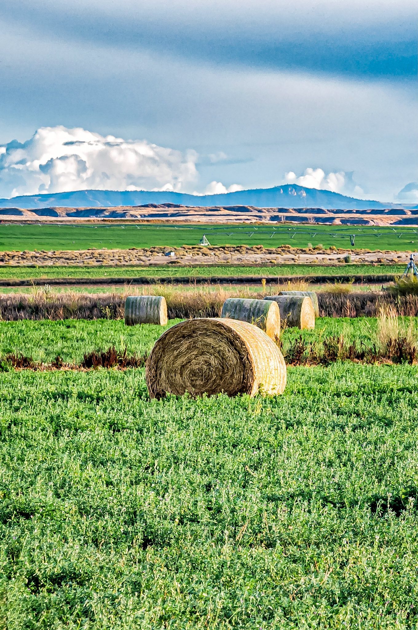 Fields of Lucern, (Alfalfa), growing on irrigated river flats near Worland, Wyoming USA. Rolled bails from the last harvest await collection in the late afternoon sun as storm clouds build in the distant skies.