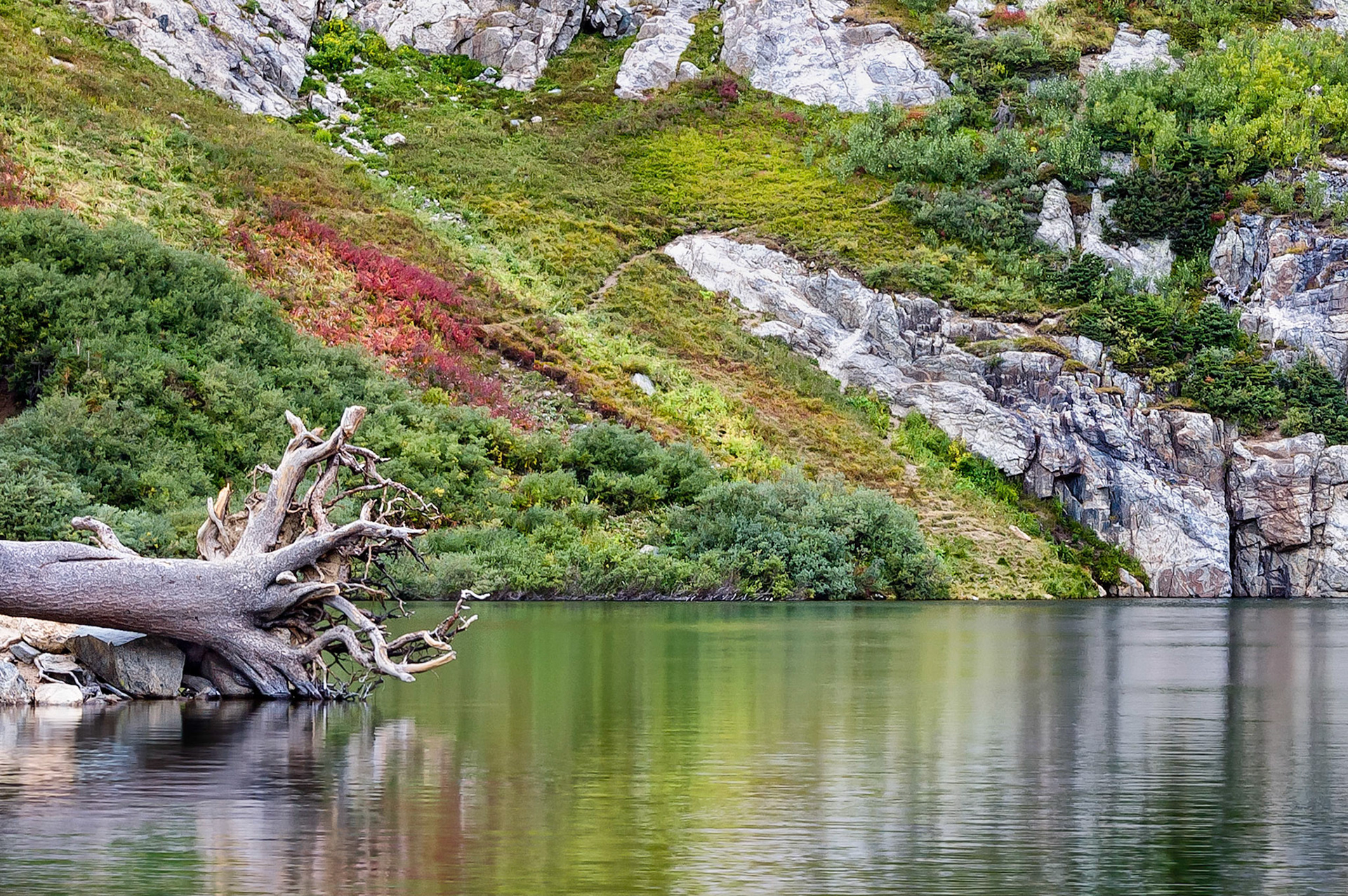 The trunk and tangled root mass of a fallen pine tree rests along the shoreline of Saint Mary's Lake at the base of Saint Mary's Glacier, Colorado, USA. A walking track leads up the rugged hillside through a mix of colorful autumn foliage reflecting in the lake's still waters.