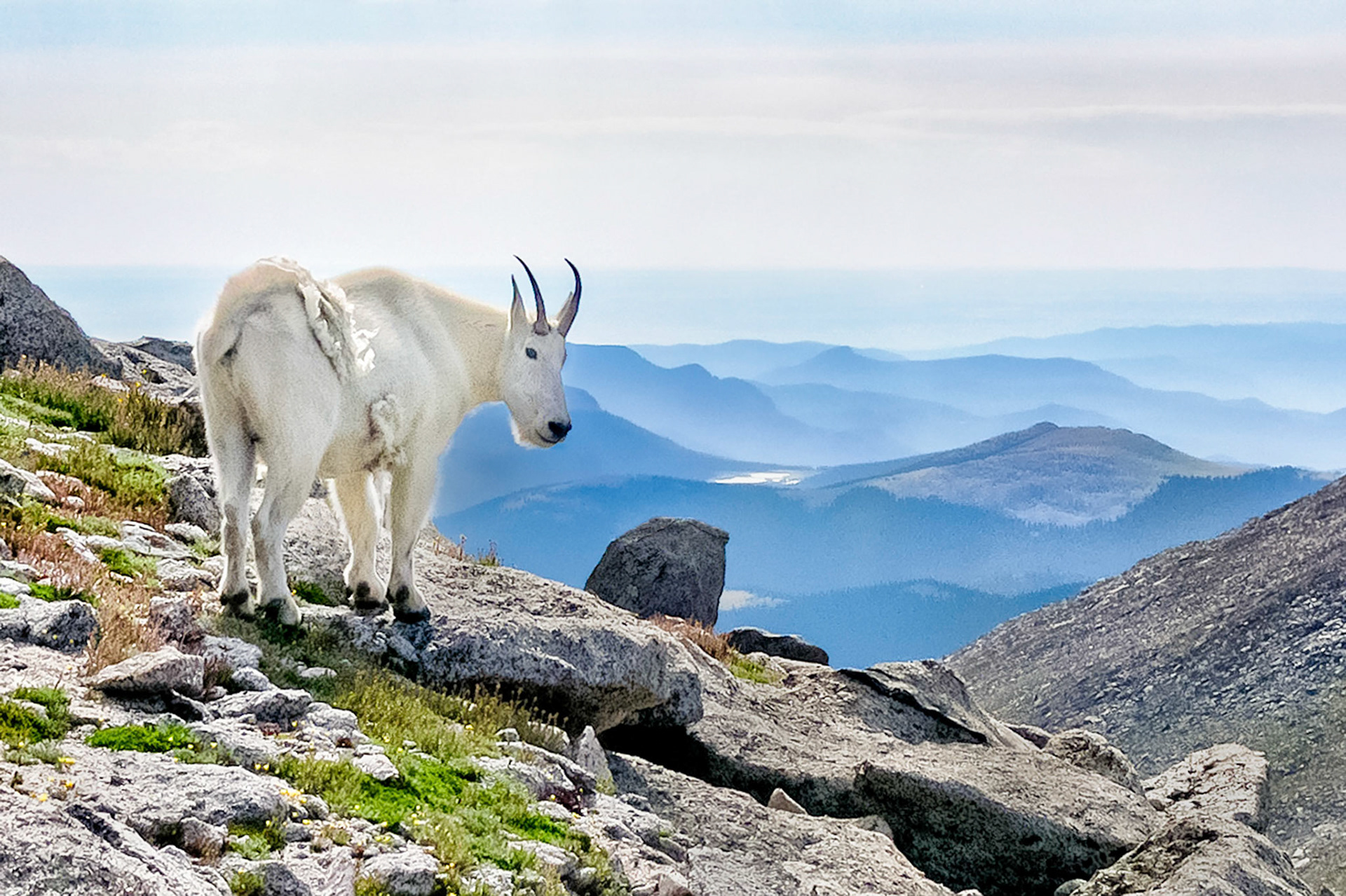 A female Mountain Goat casts a wary glance towards intruders as she enjoys a fine day on the slopes of Mount Spalding, (13,842 feet = 4,109 meters), in the Mount Evans Wilderness Area, Colorado, USA.