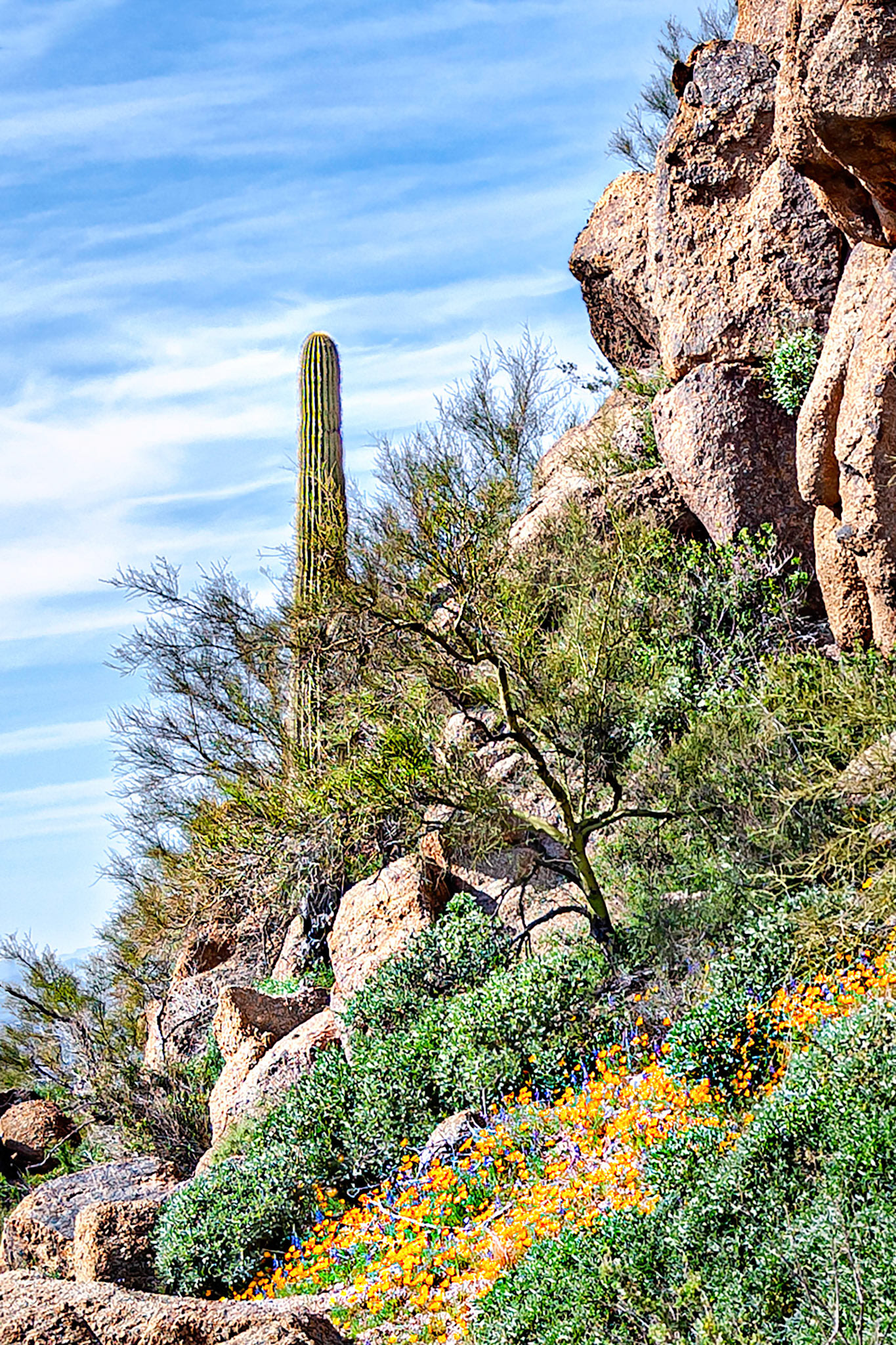 Sprawling at the base of a Saguaro cactus, a patch of flowering California Poppies brightens up a rocky hillside near Pinnacle Peak, Arizona, USA. Saguaros are very slow growing and at around 12 to 15 feet tall, this specimen is estimated to be between 60 and 100 years old. They can grow to over 30 feet and can live over 175 years in a harsh desert environment.