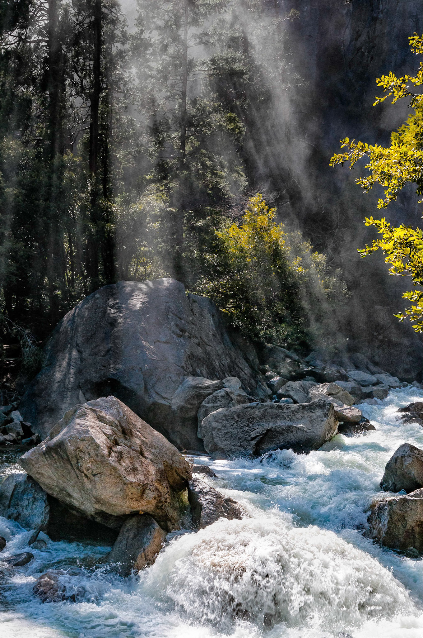Diffuse sun rays pierce heavy mists that are formed by the Lower Yosemite Falls. They light up Yosemite Creek as it's waters flow rapidly through tall pine forests towards the Merced River in the Yosemite National Park, California, USA.