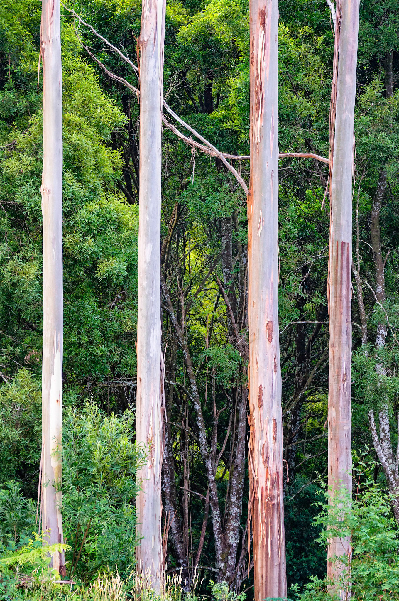 Strips of bark fall away from a symmetrical group of young Mountain Ash trees as they grow upwards to the sky through an undergrowth of Black Wattle in the Great Otway National Park, Victoria, Australia.