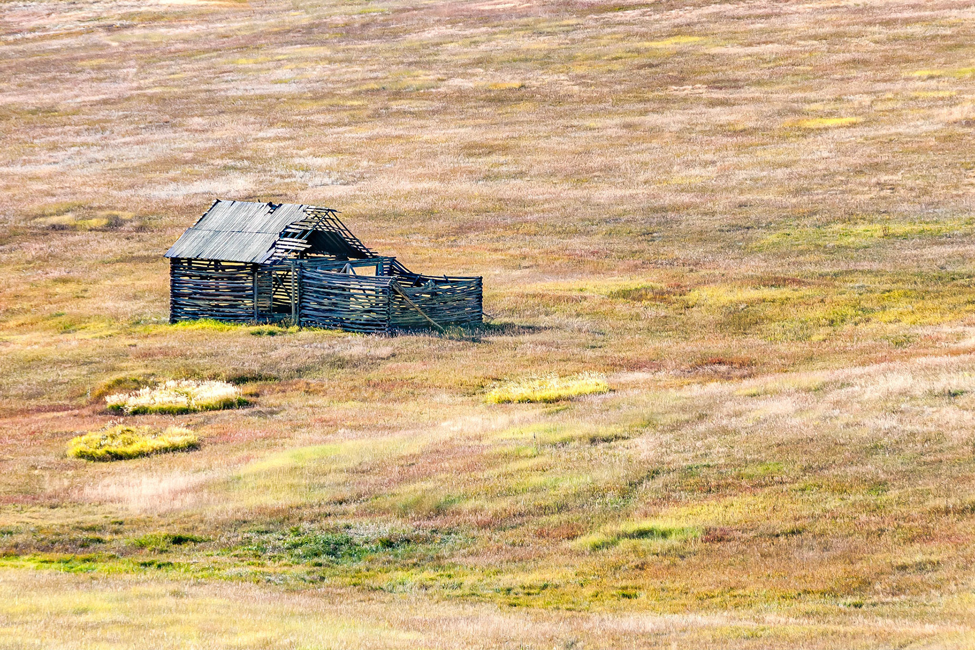 Time and decay has taken its toll on this historic barn and stockyard, built with a slab-wood roof by a pioneer rancher in Evergreen, Colorado, USA. Sited on the edge of Troublesome Creek it sits alone, amidst various species of wet-land grasses and pasture where elk now graze in a nature reserve known as Elk Meadow Park.