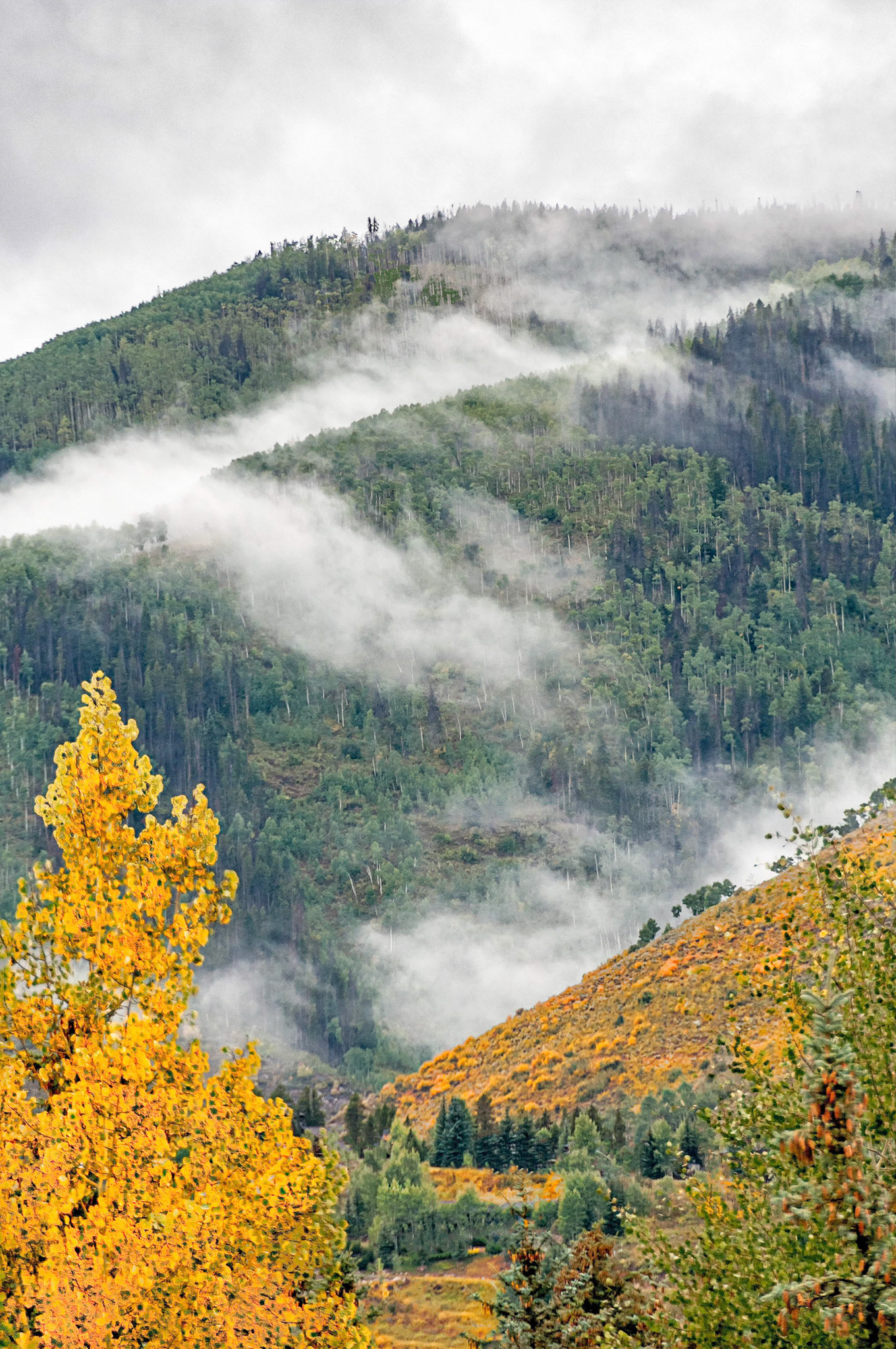 As winter approaches, Aspen trees and scrub oak brush on the hill sides begin to show their golden colours on a cloudy day in the high country near Vail, Colorado, USA.