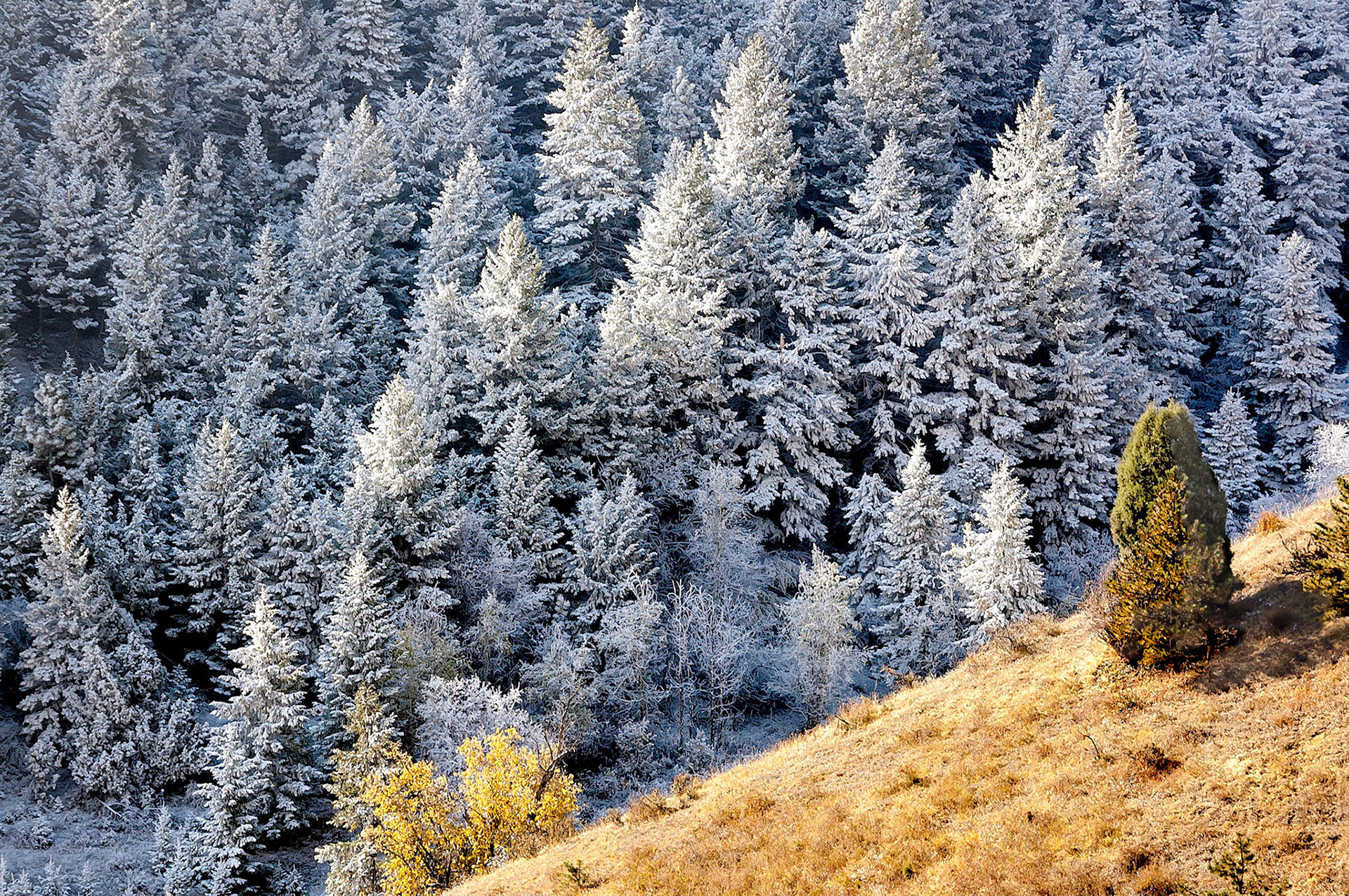 Snows from a brief overnight autumn storm have already melted away on the sunny side of a gully in Genesee, Colorado, USA, while the stand of pine trees growing on the shaded side of the gully were still covered with a dusting of snow.