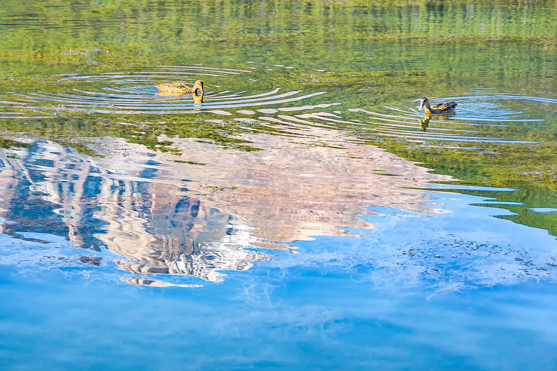 Female Mallard Ducks feed on the submerged grasses that grow in the shallow waters of Lake Lily near Estes Park, Colorado, USA. Here they paddle through reflections of  the sky and pine forests overshadowed by nearby Longs Peak, (14,259 feet=4,346 m), in the Rocky Mountain National Park.