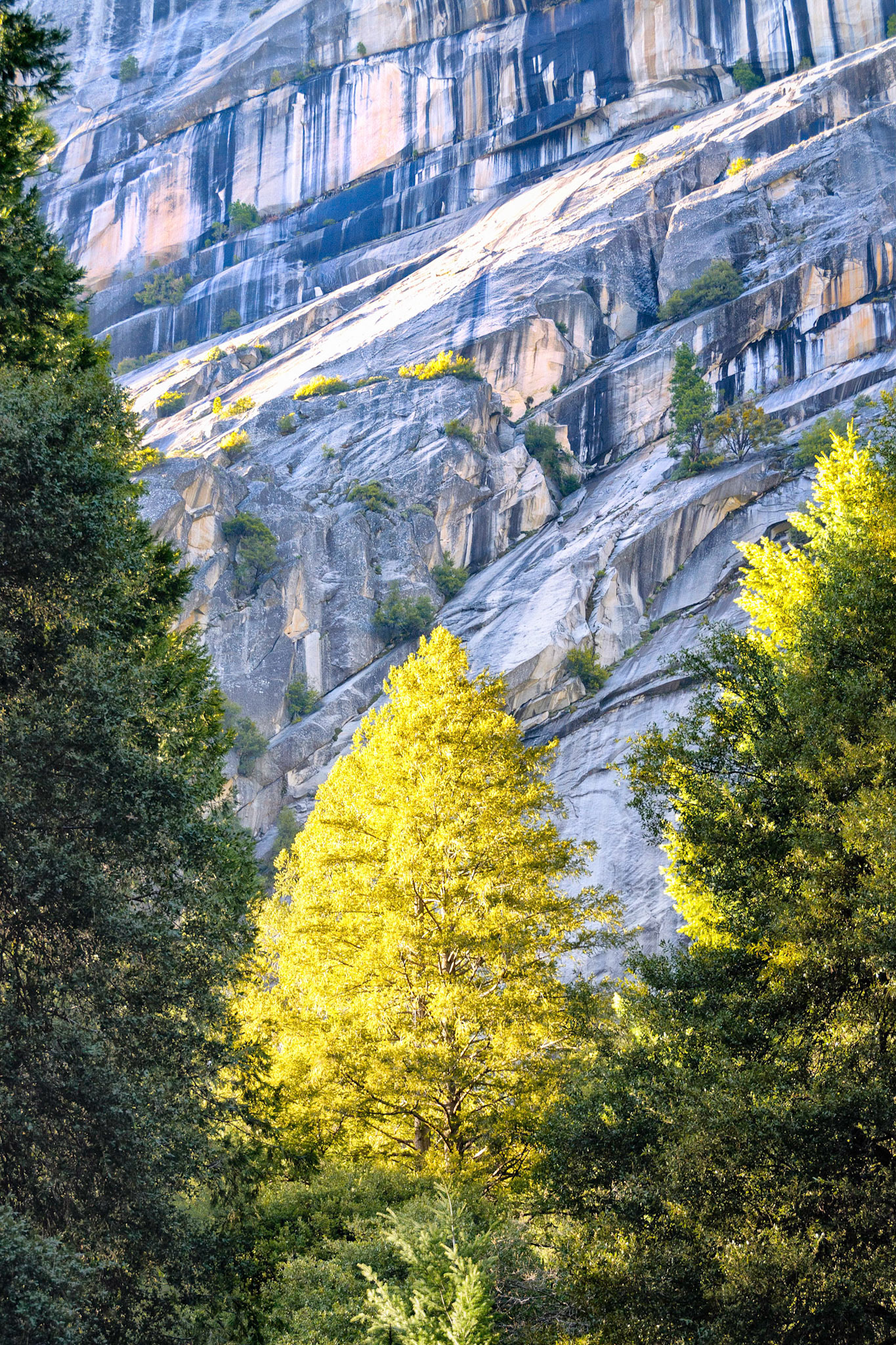 Tree tops glow as they catch the setting sun in Yosemite Valley, California. These trees stand in a striking silhouette on the gigantic granite walls that were carved by glacial action.