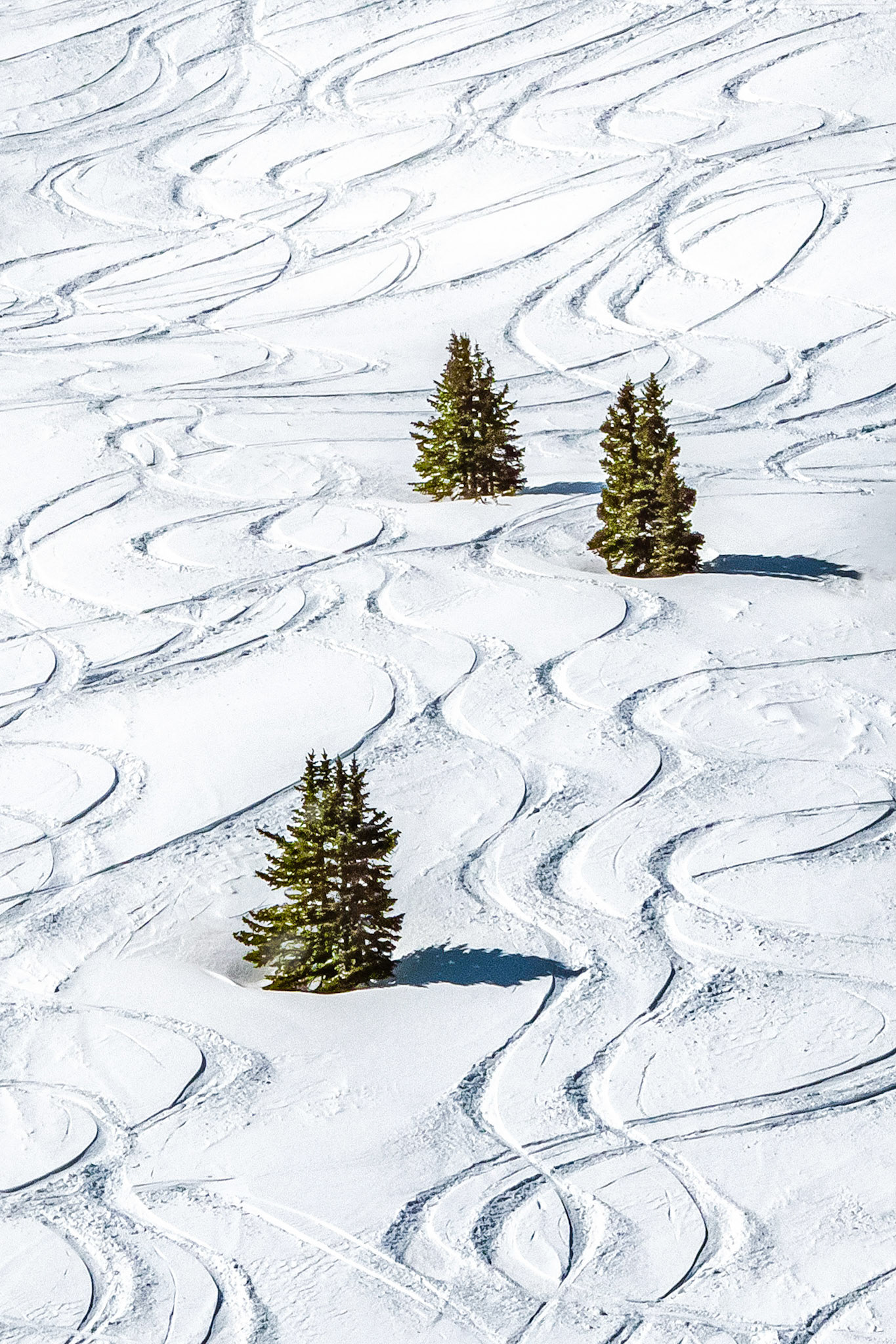 Skiers enjoyed making these winding tacks down a slope covered by a  fresh fall of powder snow at Copper Mountain in Colorado, USA.