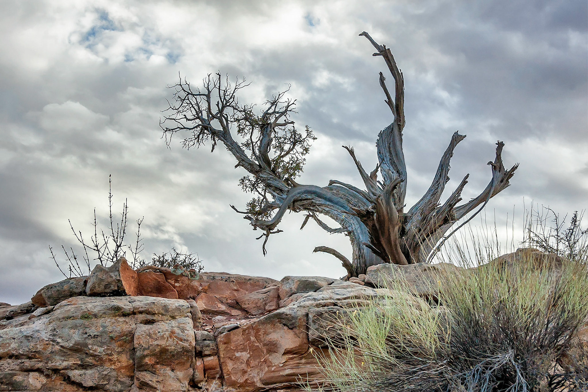 After defying a harsh desert environment for so long, this ancient Juniper Pine nears the end of it's life.