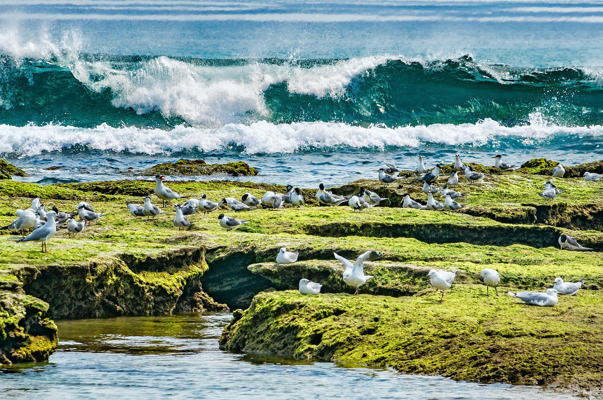 Seabirds rest and preen contentedly as they take refuge on moss covered rocks while Bass Strait surf pounds ashore nearby.