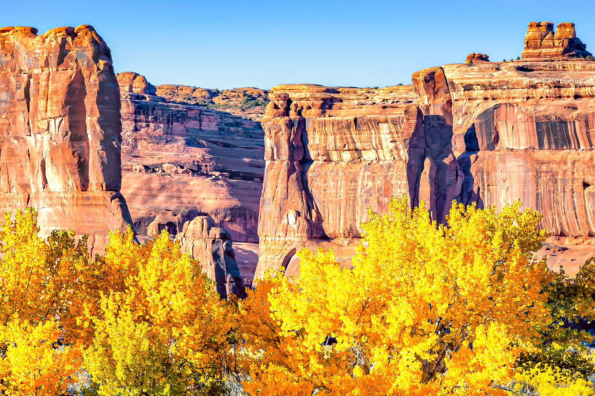 In the early morning light, canyon walls glow under a clear blue autumn sky.  The vivid colors of the orange sandstone rock walls contrast with the Cottonwood tree foliage as the trees change colour from green to shades of gold.