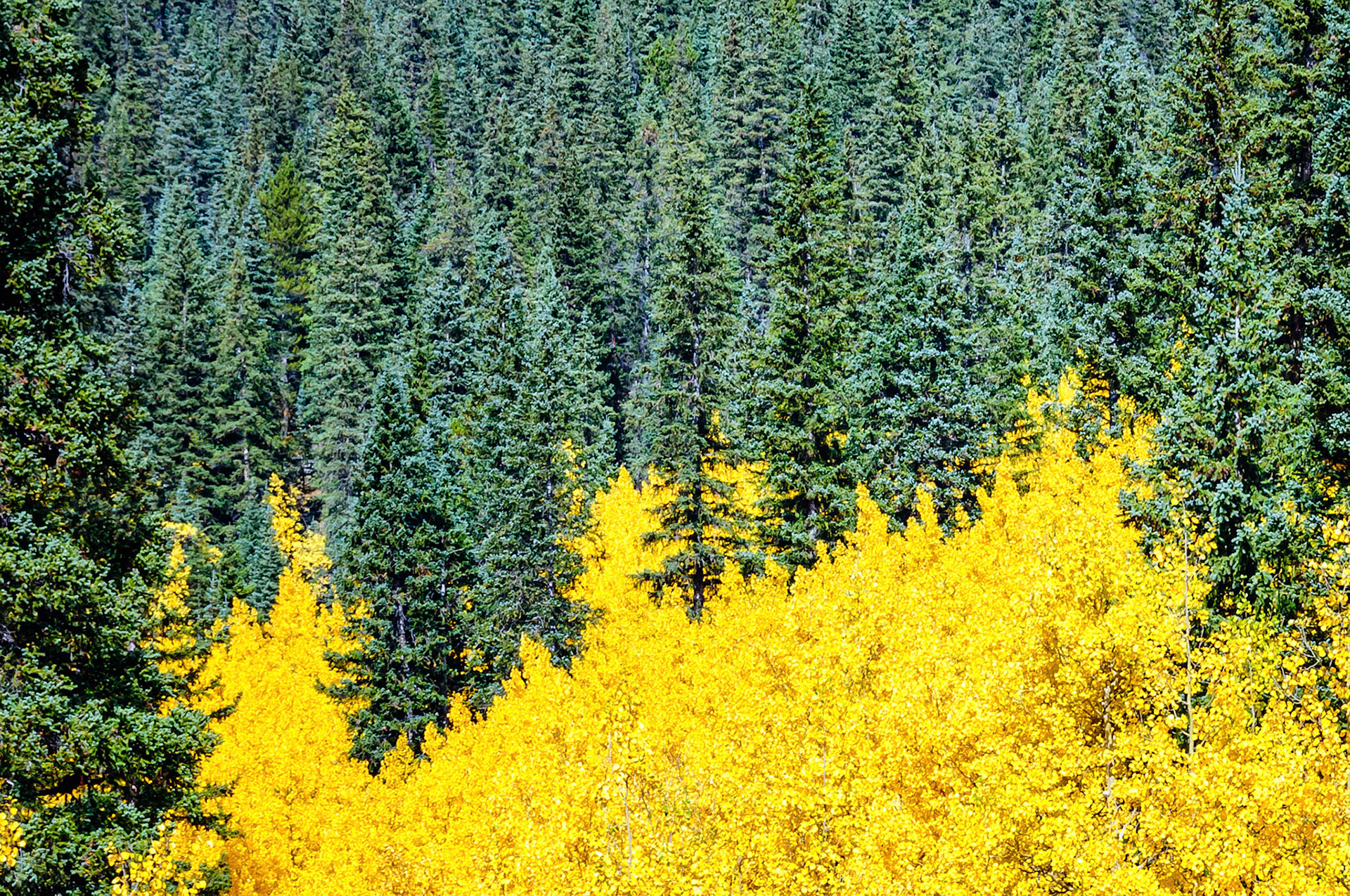 As winter approaches, the leaves of Aspen trees in the high country of Colorado , USA, change from their summer green into brilliant golden yellow colors. They provide breathtaking contrasts with the surrounding evergreen forrests of Blue Spruce and Lodgepole pine trees.