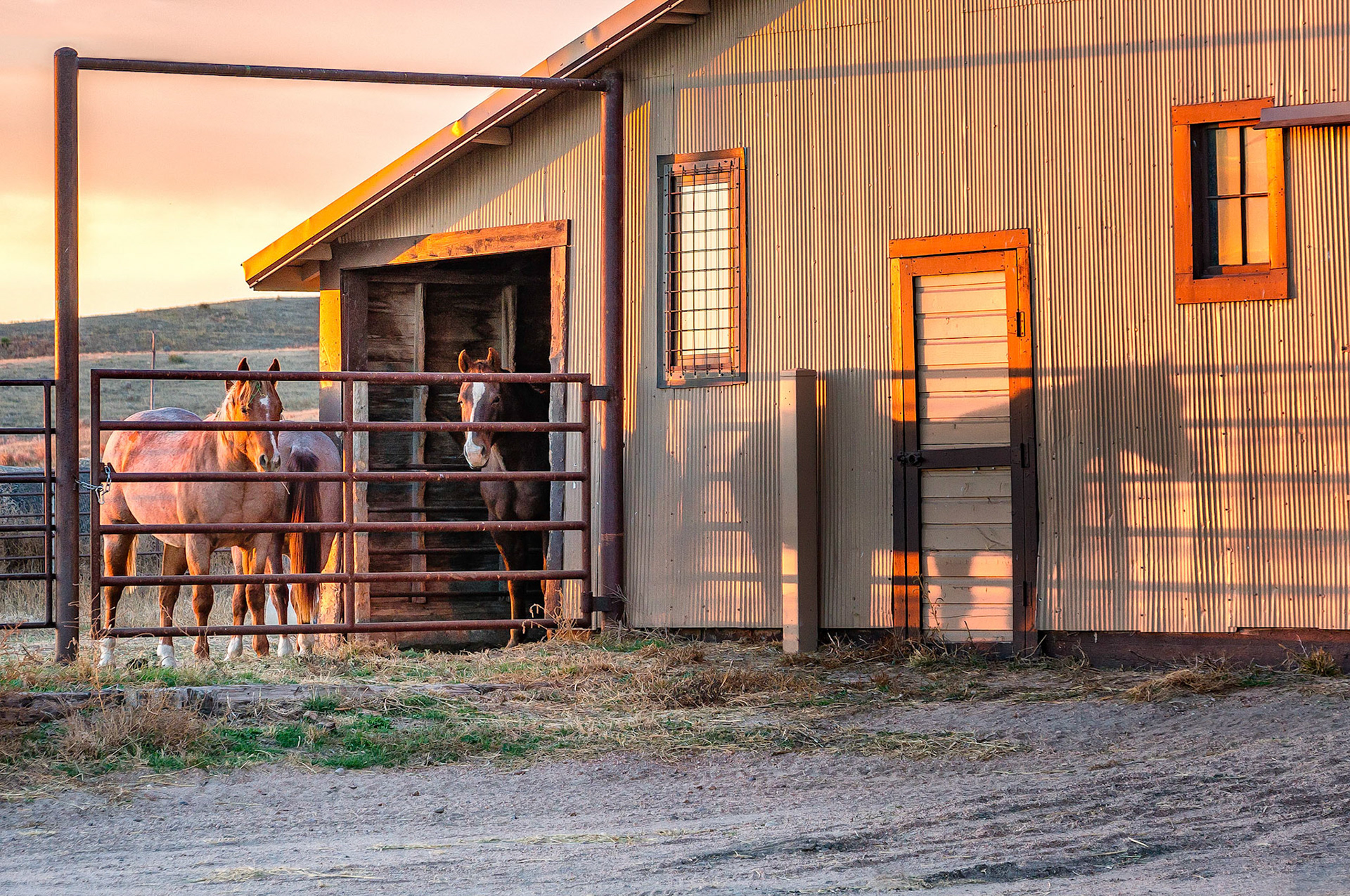 After a day of frolicking in the fields, hese young Quater Horses restlessly await their usual bale of hay for their evening meal on the Hanging H Ranch near Paxton, Nebraska, USA. The setting sun casts a shadow of  one horse on the barn wall. Visit: http://www.hanginghranch.com